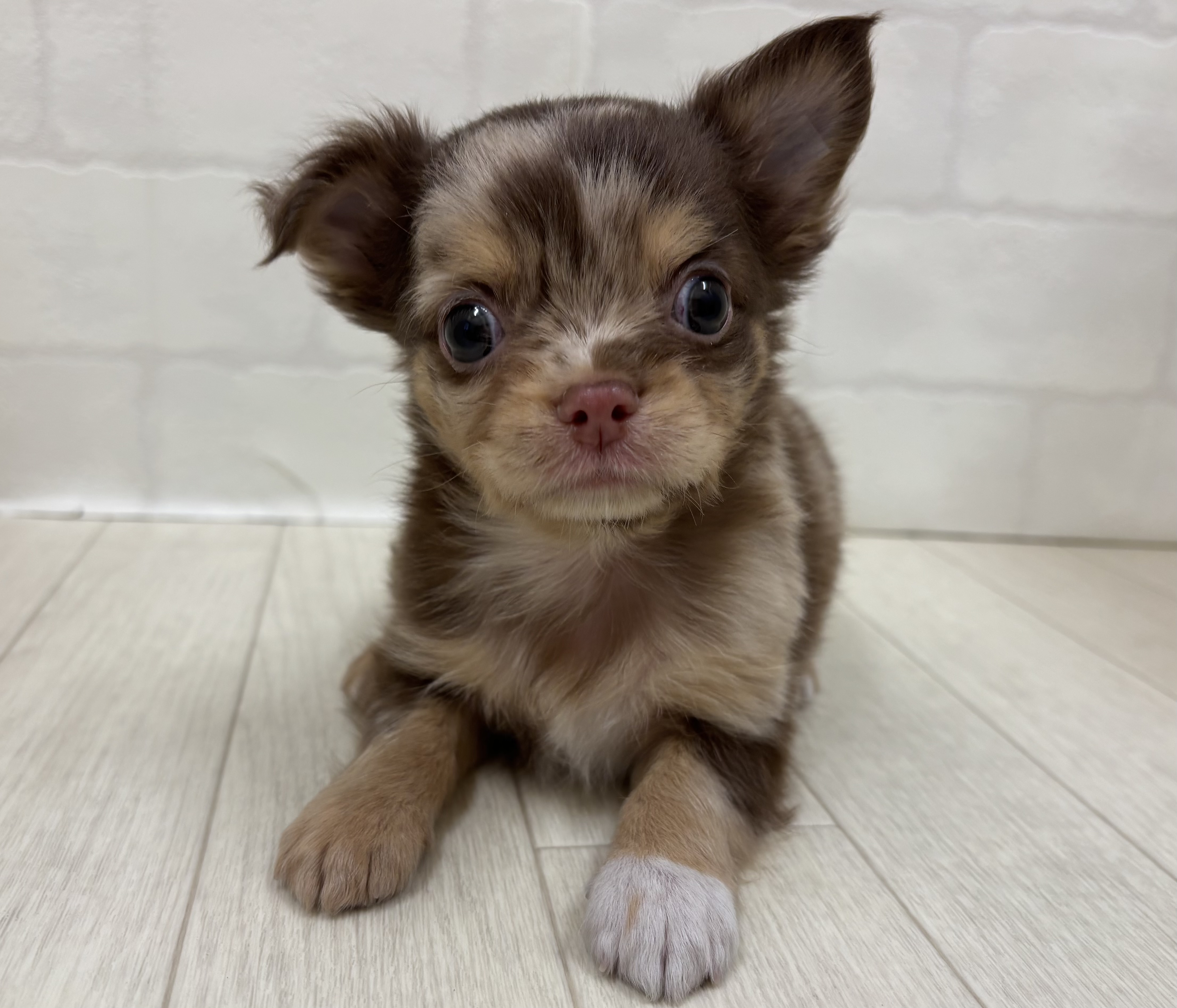 埼玉県のチワワ(ロング) (ペッツワン大利根店/2025年11月18日生まれ/男の子/チョコレートマールホワイト)の子犬の1枚目の画像