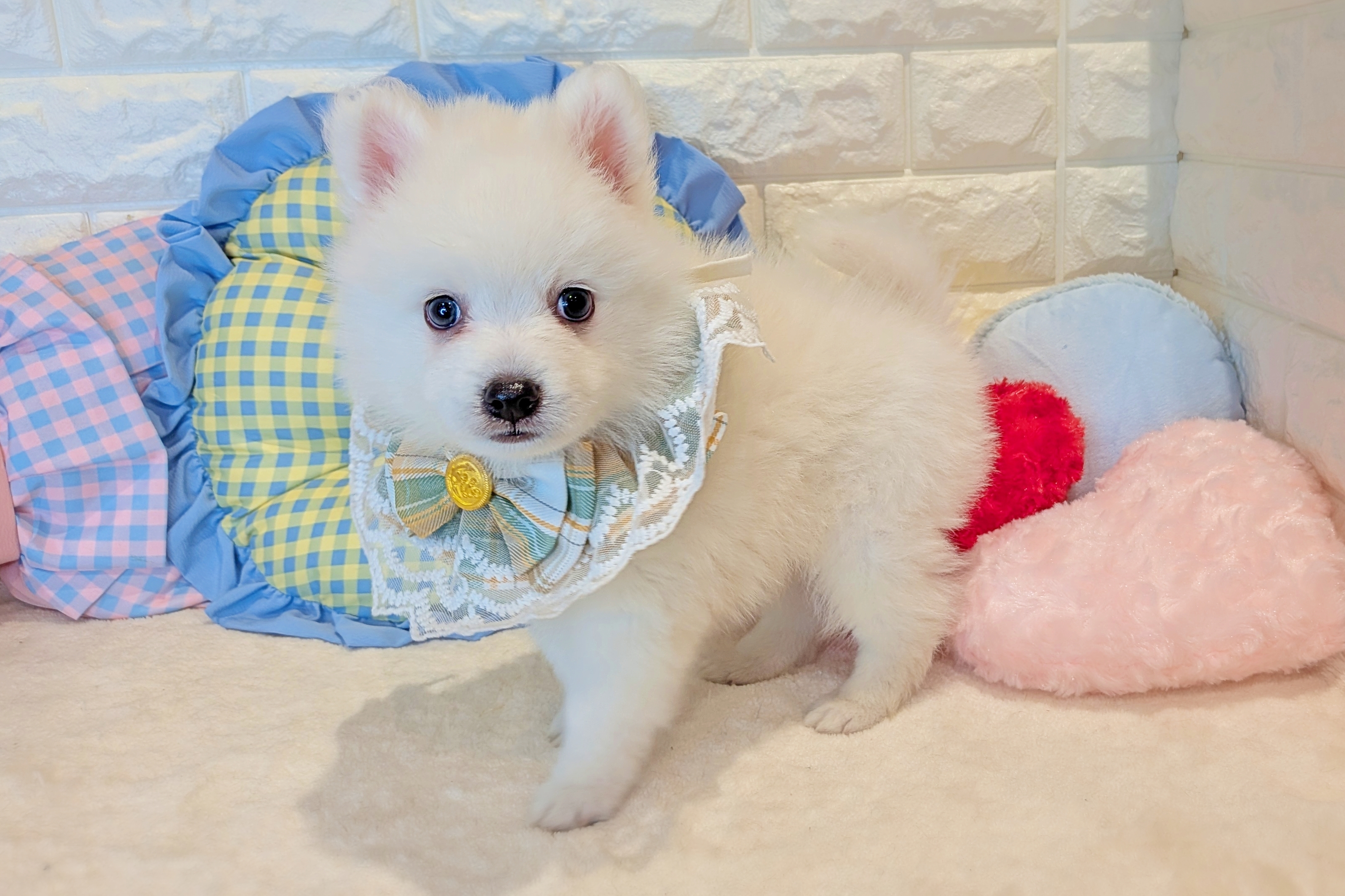 京都府の日本スピッツ (ペッツワン亀岡店/2025年11月16日生まれ/男の子/ホワイト)の子犬の3枚目の画像