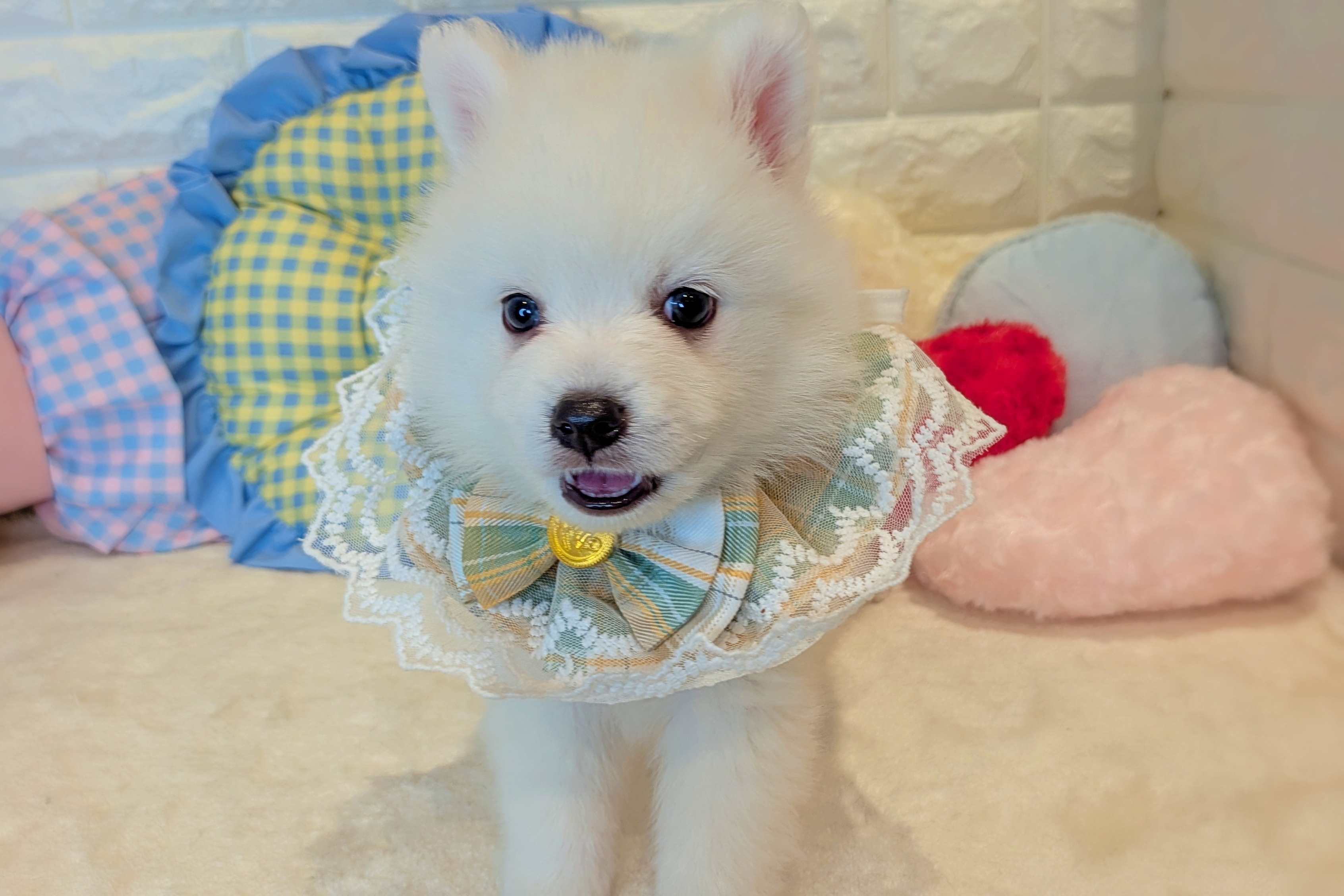 京都府の日本スピッツ (ペッツワン亀岡店/2025年11月16日生まれ/男の子/ホワイト)の子犬の2枚目の画像