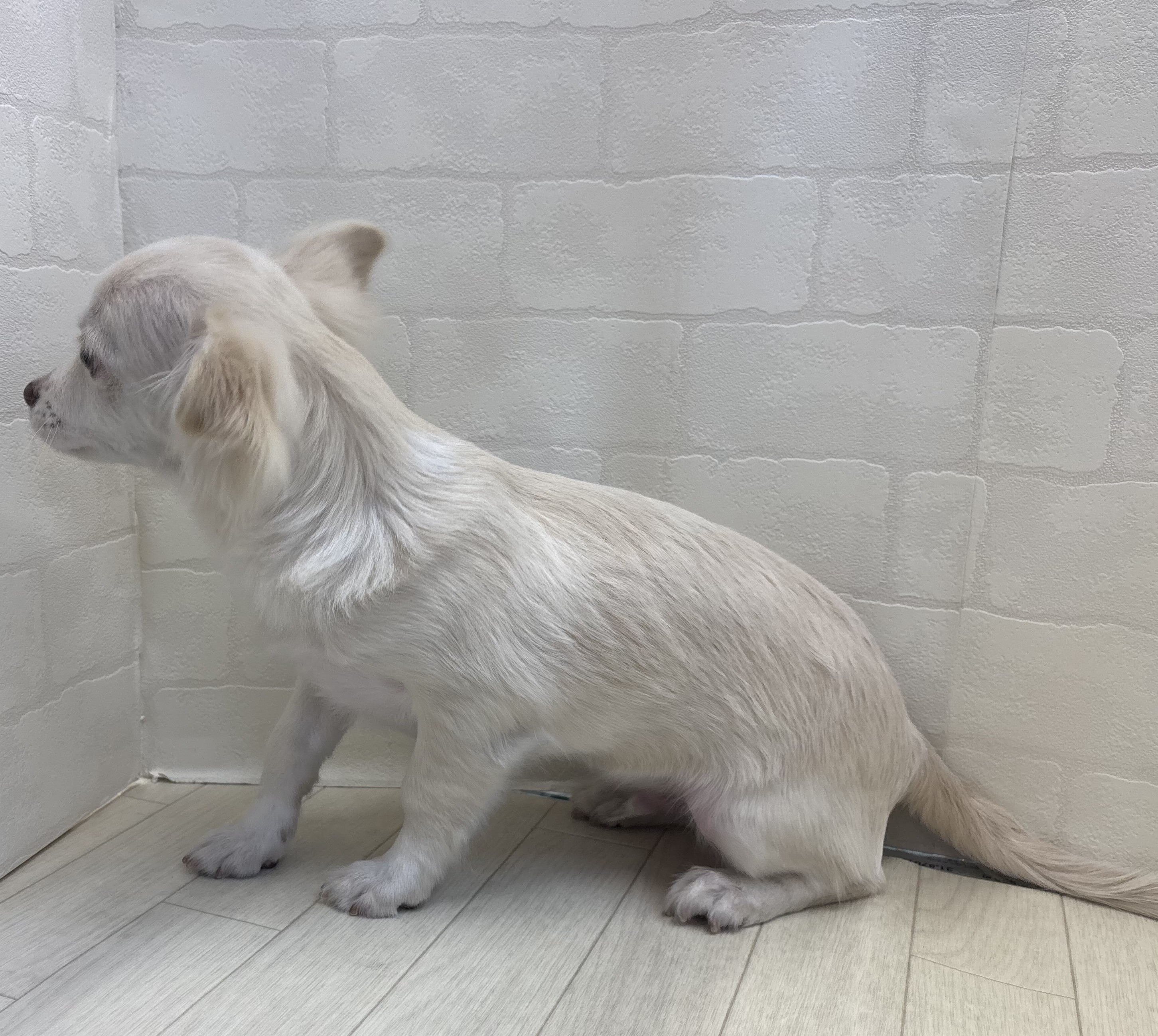 埼玉県のハーフ犬・ミックス犬 (ペッツワン大利根店/2025年7月10日生まれ/男の子/クリーム)の子犬の3枚目の画像