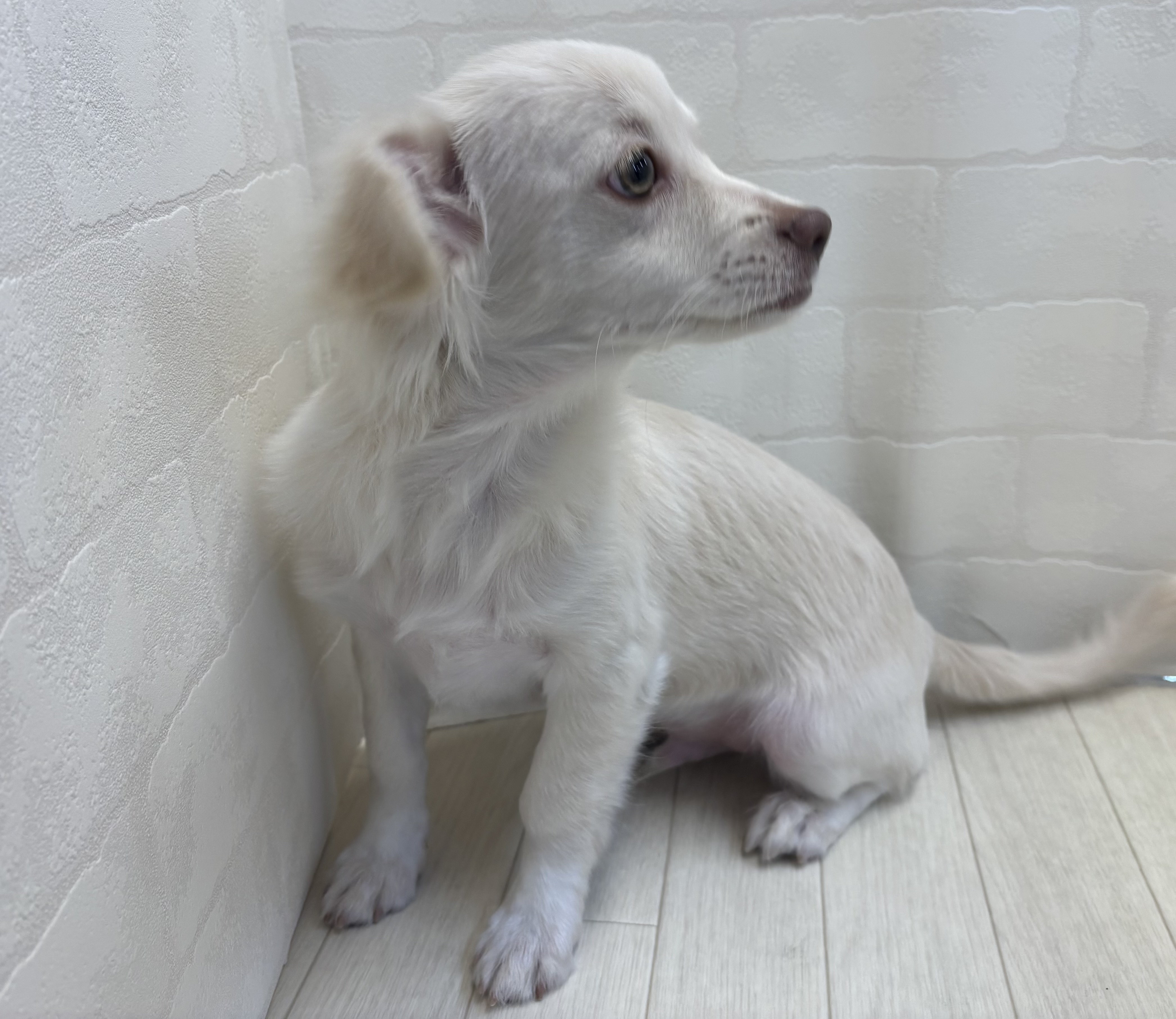 埼玉県のハーフ犬・ミックス犬 (ペッツワン大利根店/2025年7月10日生まれ/男の子/クリーム)の子犬の2枚目の画像