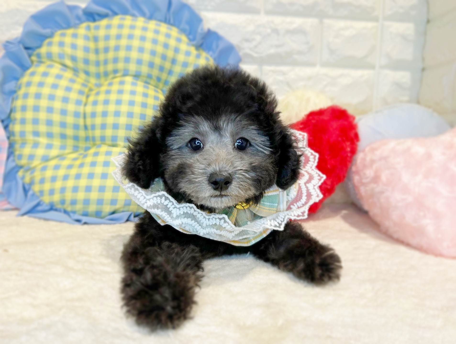 京都府のトイプードル(トイ) (ペッツワン亀岡店/2025年10月21日生まれ/男の子/グレー)の子犬の3枚目の画像