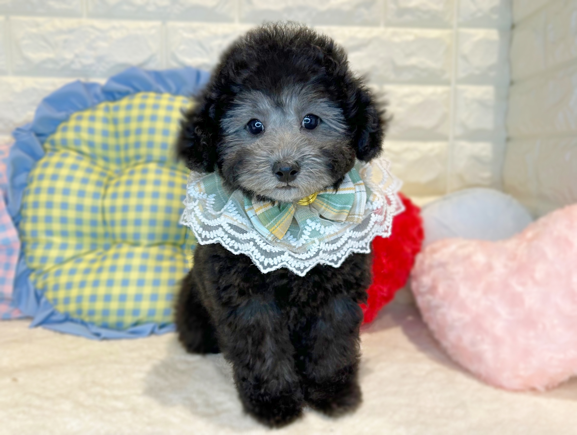 京都府のトイプードル(トイ) (ペッツワン亀岡店/2025年10月21日生まれ/男の子/グレー)の子犬の1枚目の画像