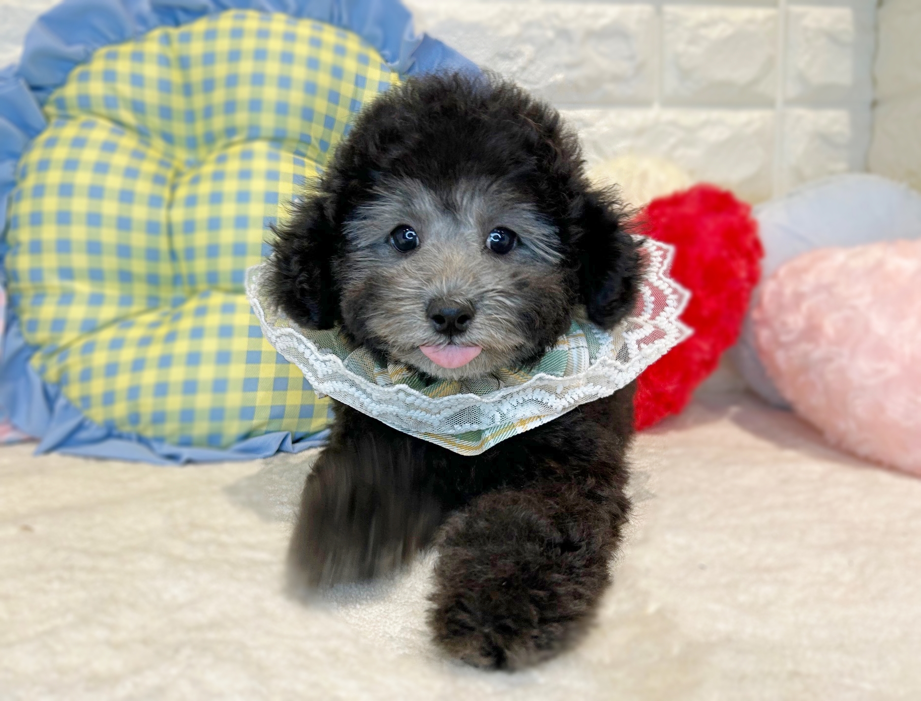 京都府のトイプードル(トイ) (ペッツワン亀岡店/2025年10月21日生まれ/男の子/グレー)の子犬の2枚目の画像