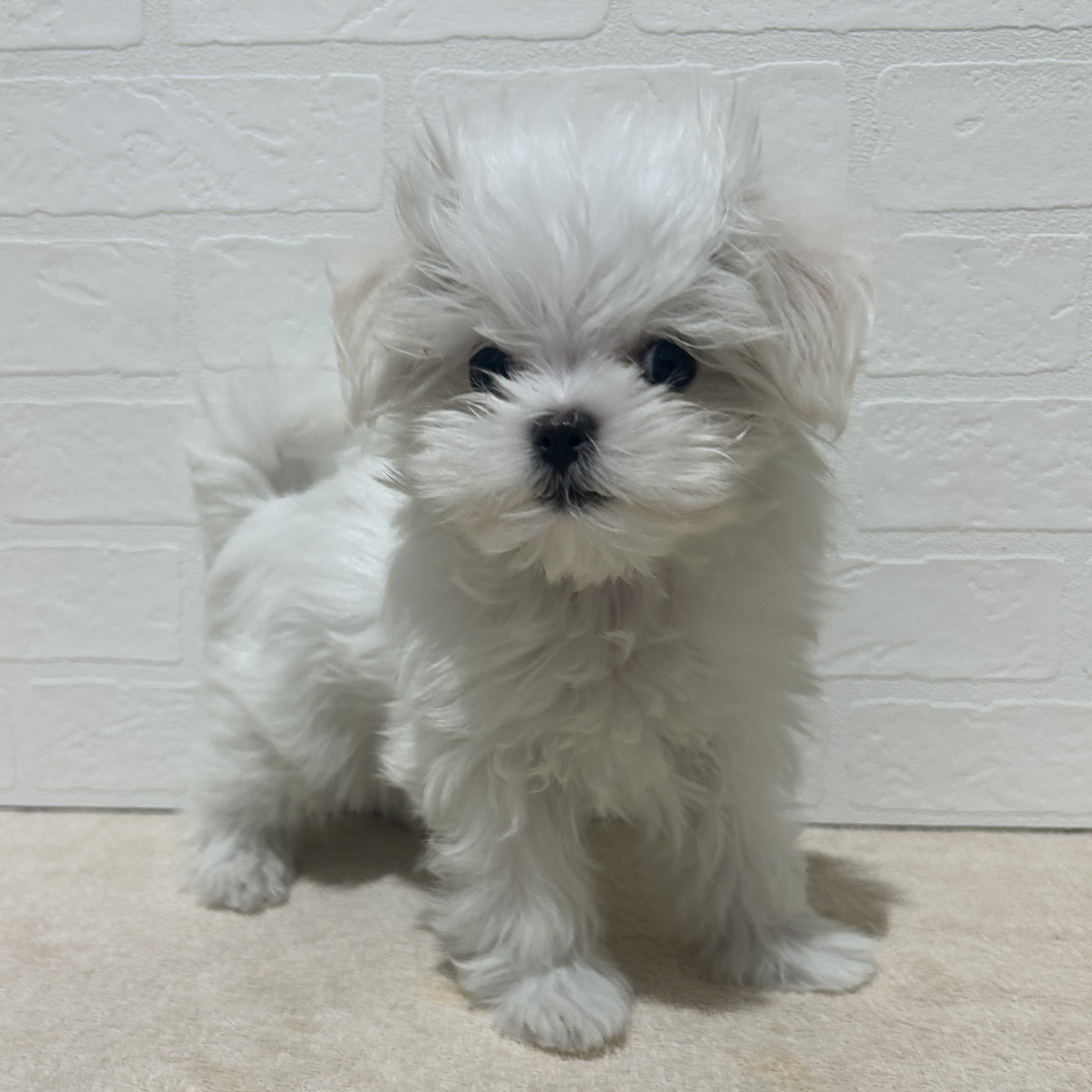 愛知県のマルチーズ (ペッツワン常滑店/2025年11月10日生まれ/男の子/ホワイト)の子犬の3枚目の画像