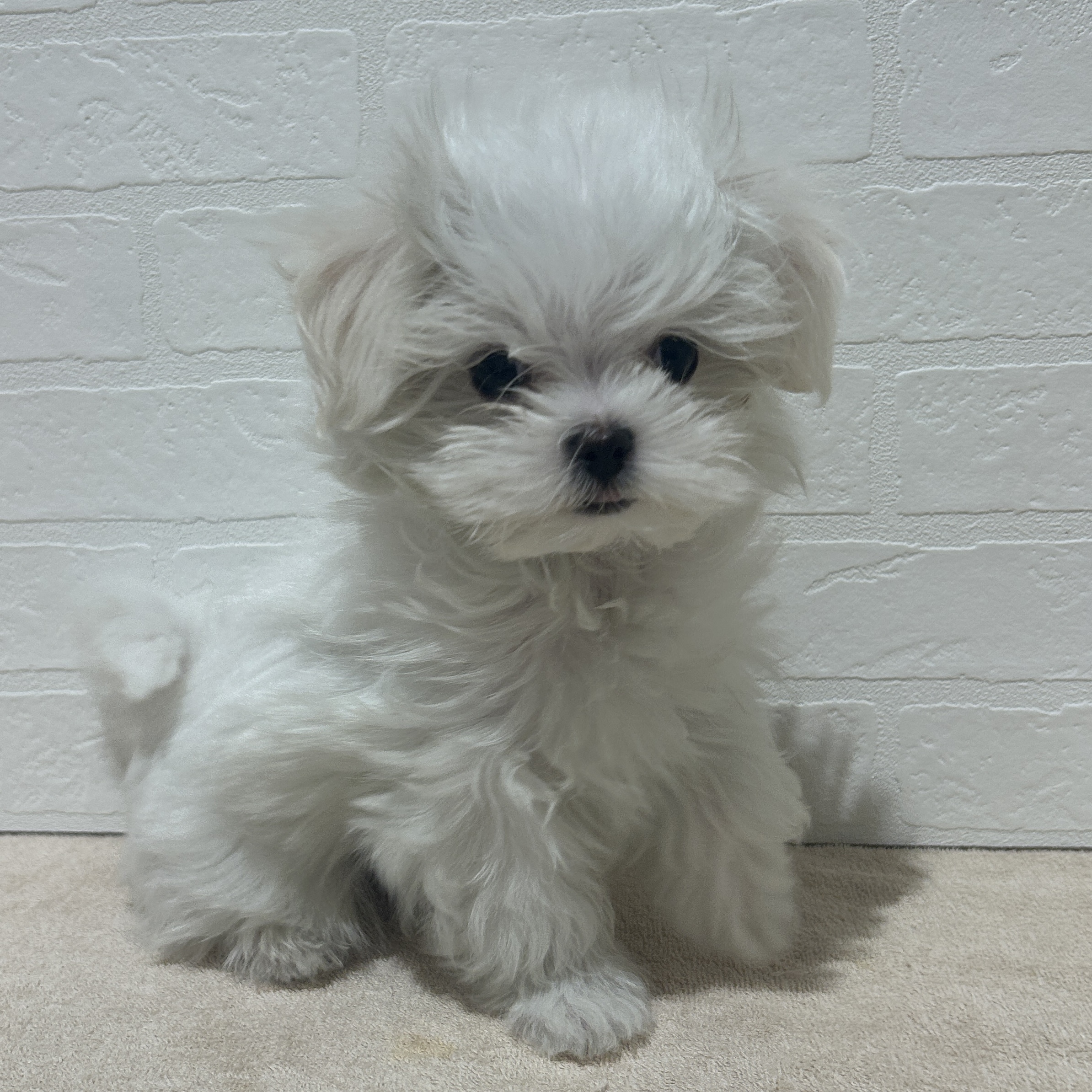愛知県のマルチーズ (ペッツワン常滑店/2025年11月10日生まれ/男の子/ホワイト)の子犬の1枚目の画像