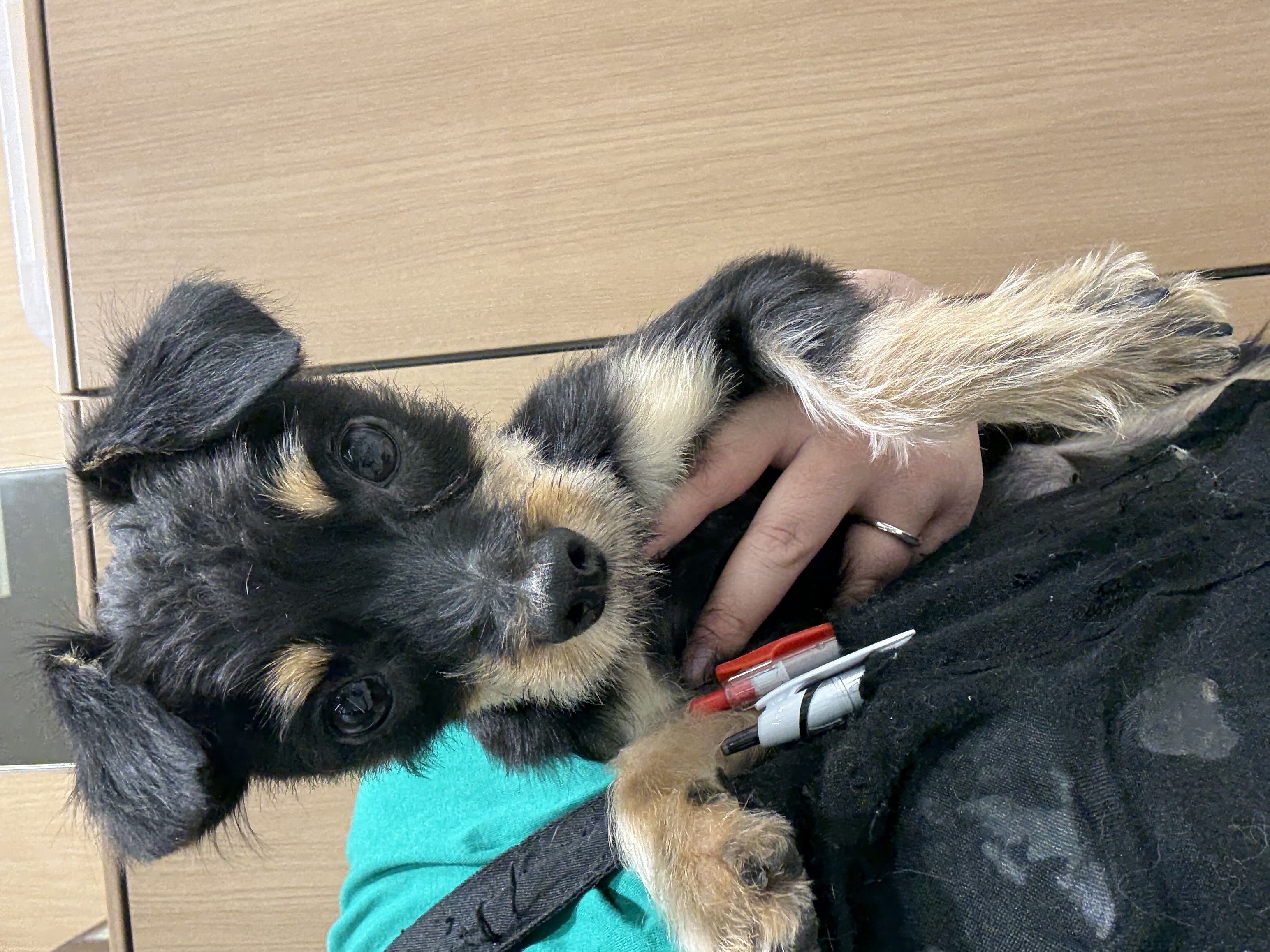 宮城県のハーフ犬・ミックス犬 (ペッツワン古川店/2025年4月28日生まれ/女の子/ブラックタン)の子犬の2枚目の画像