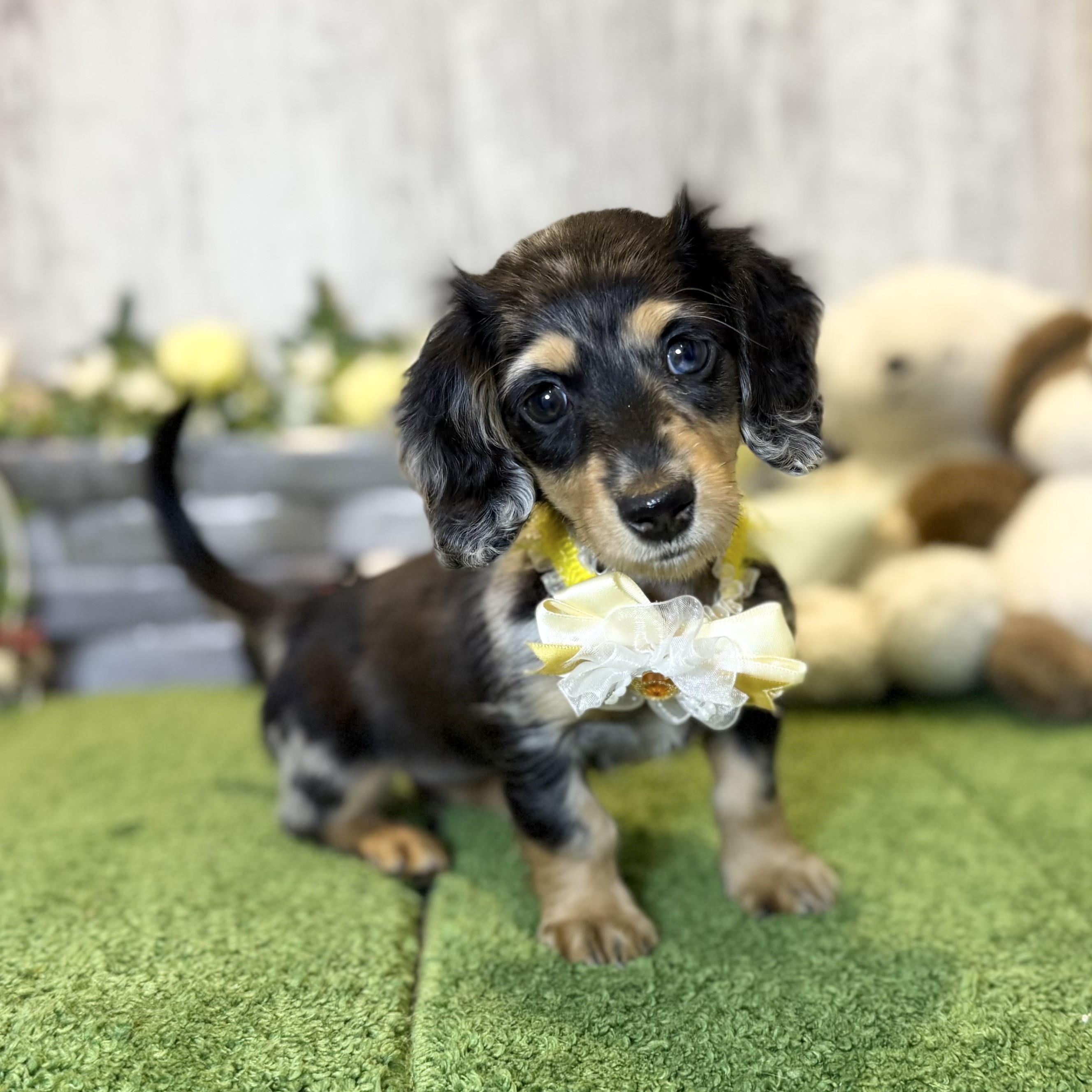 兵庫県のミニチュアダックスフンド(ロング) (ペッツワン姫路大津店/2025年11月10日生まれ/女の子/シルバーダップル)の子犬