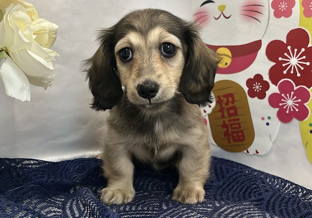 イヌ - 四日市店 | ペッツワン