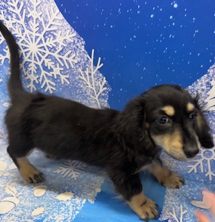 神奈川県のカニンヘンダックスフンド(ロング) (ペッツワン秦野店/2025年10月17日生まれ/男の子/ブラックイエロー)の子犬の2枚目の画像