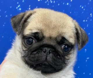 神奈川県のパグ (ペッツワン秦野店/2025年11月13日生まれ/男の子/フォーン)の子犬の1枚目の画像