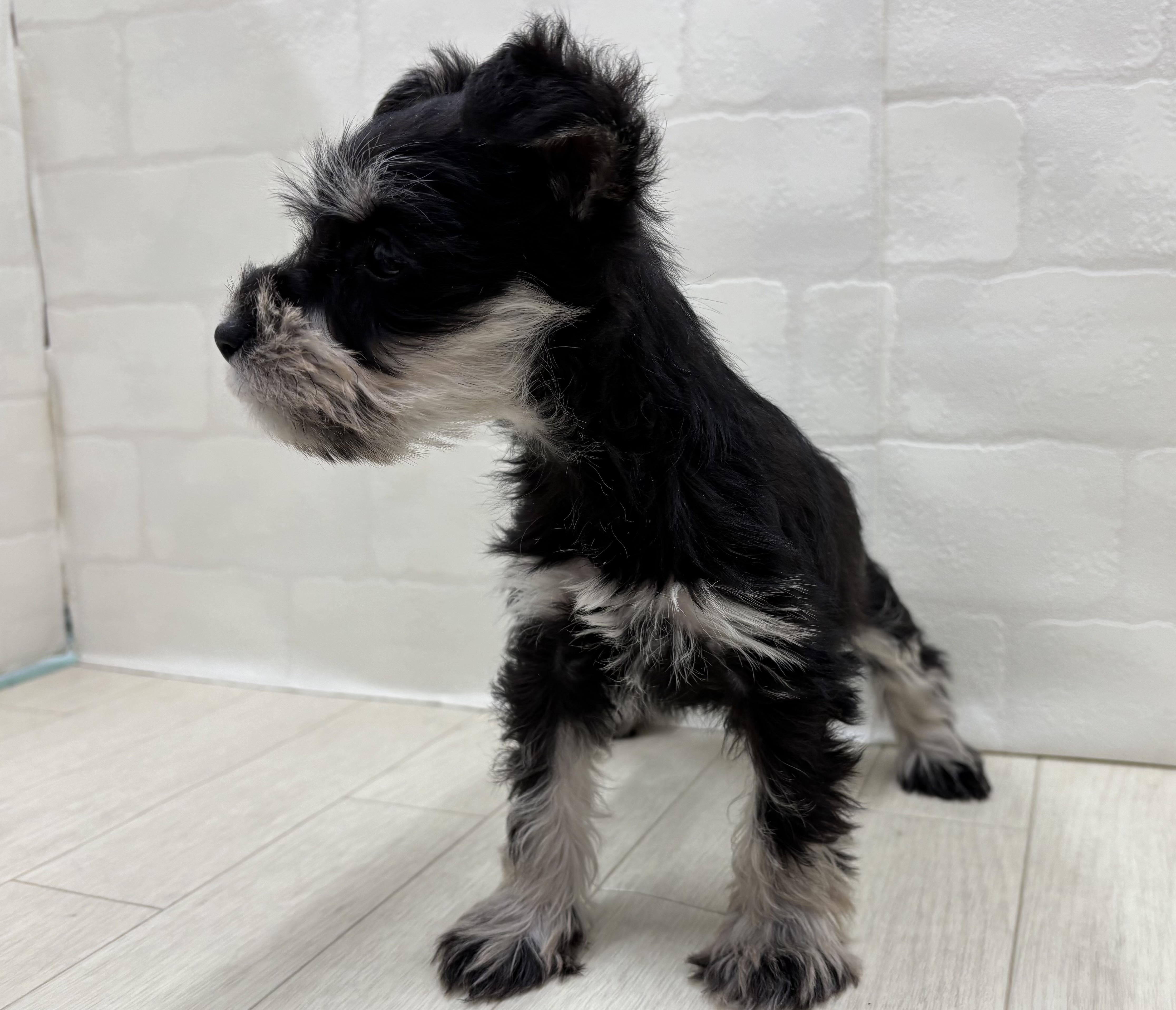 埼玉県のミニチュアシュナウザー (ペッツワン大利根店/2025年11月8日生まれ/女の子/ブラックシルバー)の子犬の2枚目の画像