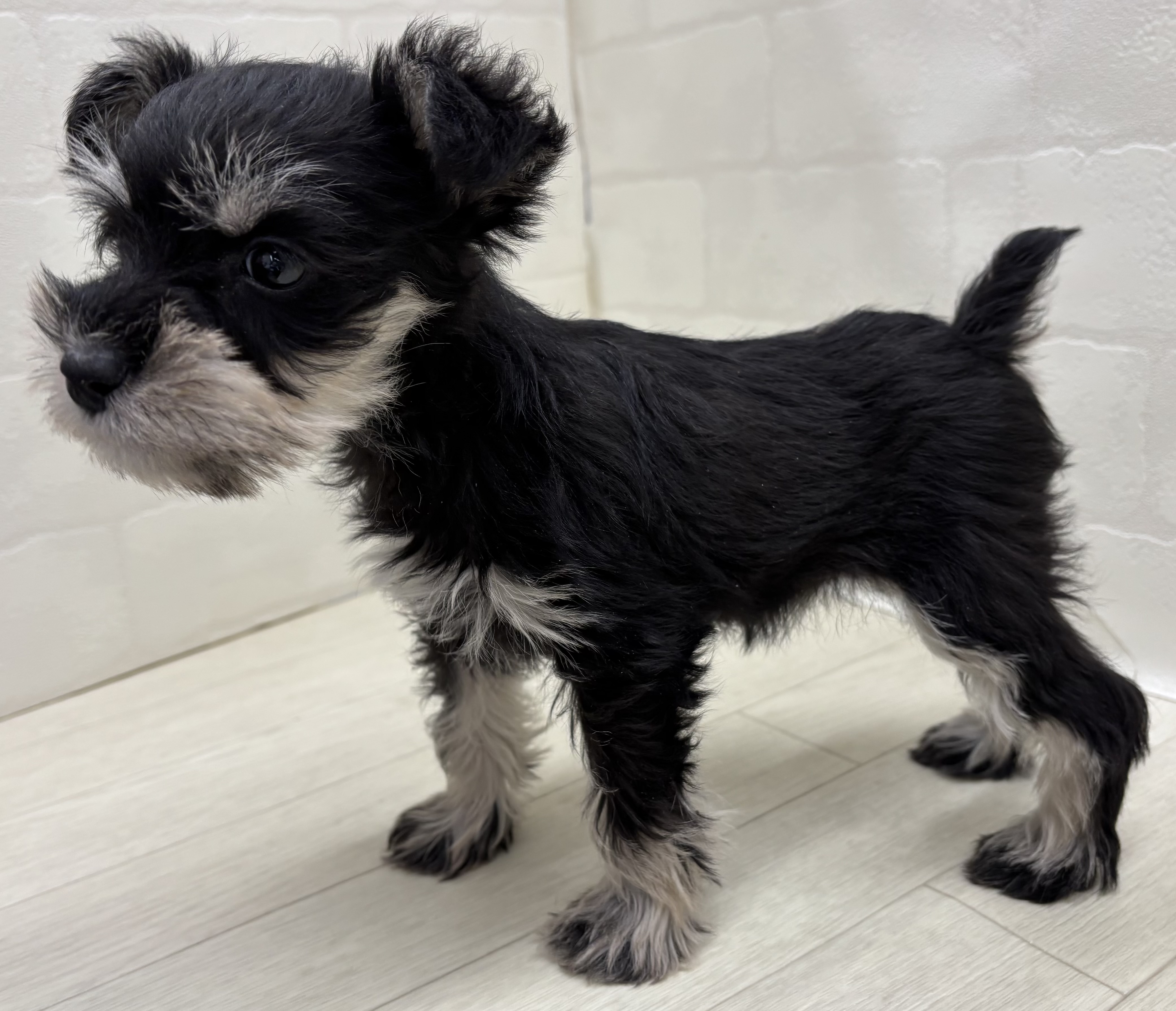 埼玉県のミニチュアシュナウザー (ペッツワン大利根店/2025年11月8日生まれ/女の子/ブラックシルバー)の子犬の3枚目の画像