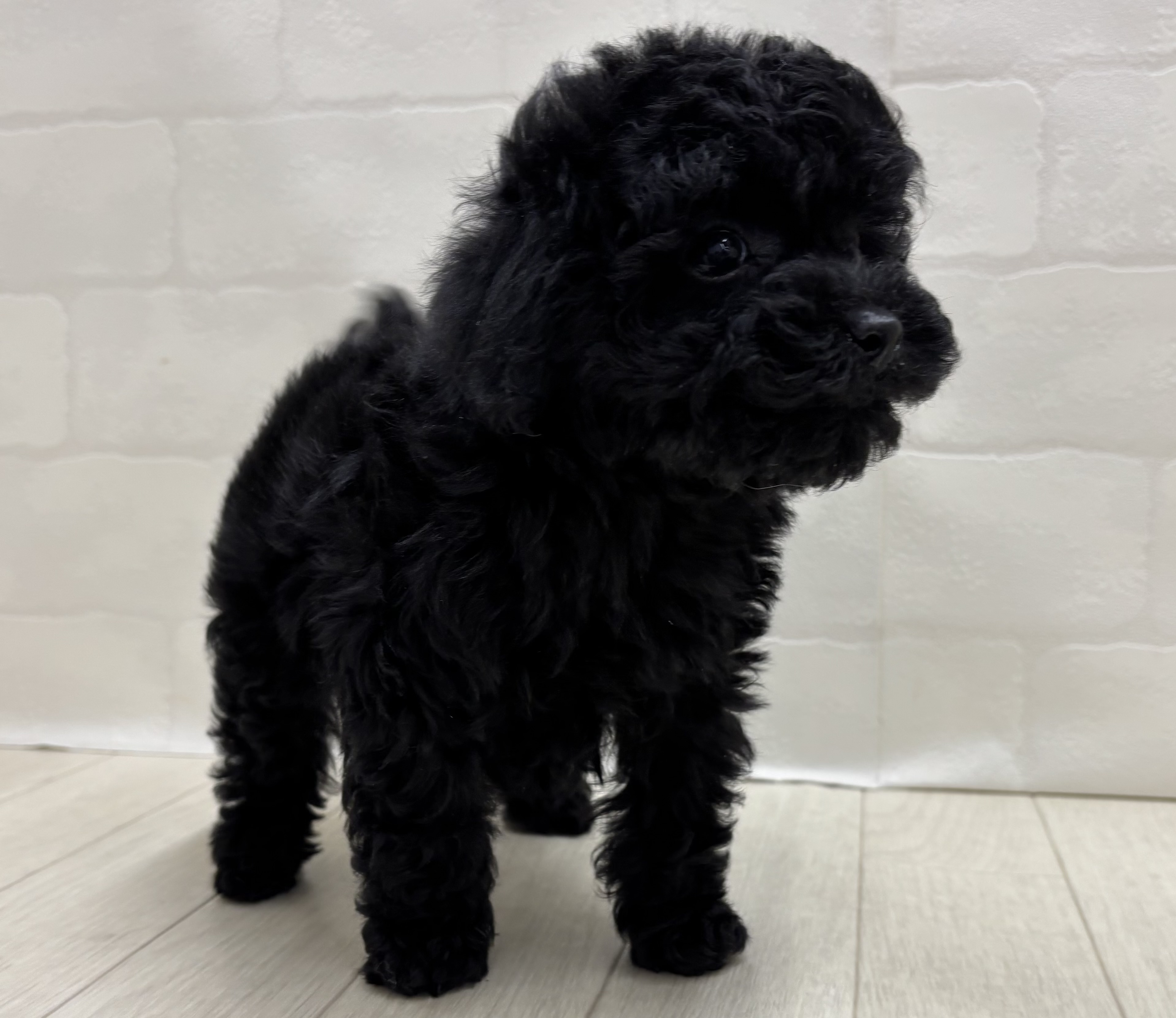 埼玉県のトイプードル(トイ) (ペッツワン大利根店/2025年11月3日生まれ/男の子/ブラック)の子犬の2枚目の画像