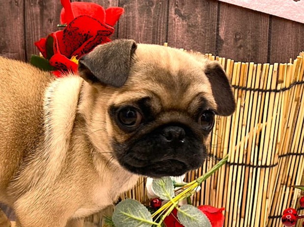 京都府のパグ (ペッツワン木津川店/2025年11月14日生まれ/女の子/フォーン)の子犬