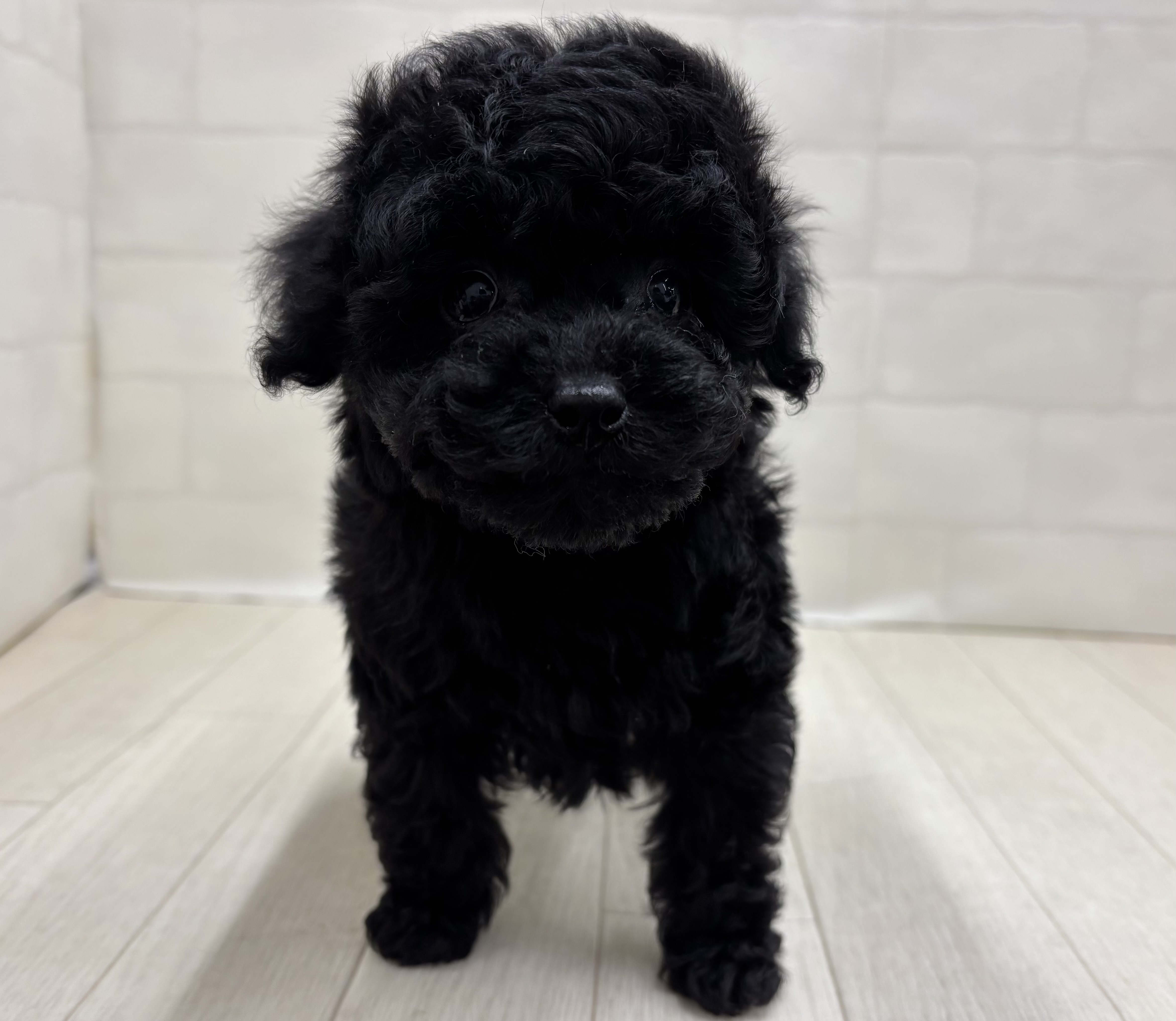 埼玉県のトイプードル(トイ) (ペッツワン大利根店/2025年11月3日生まれ/男の子/ブラック)の子犬の1枚目の画像