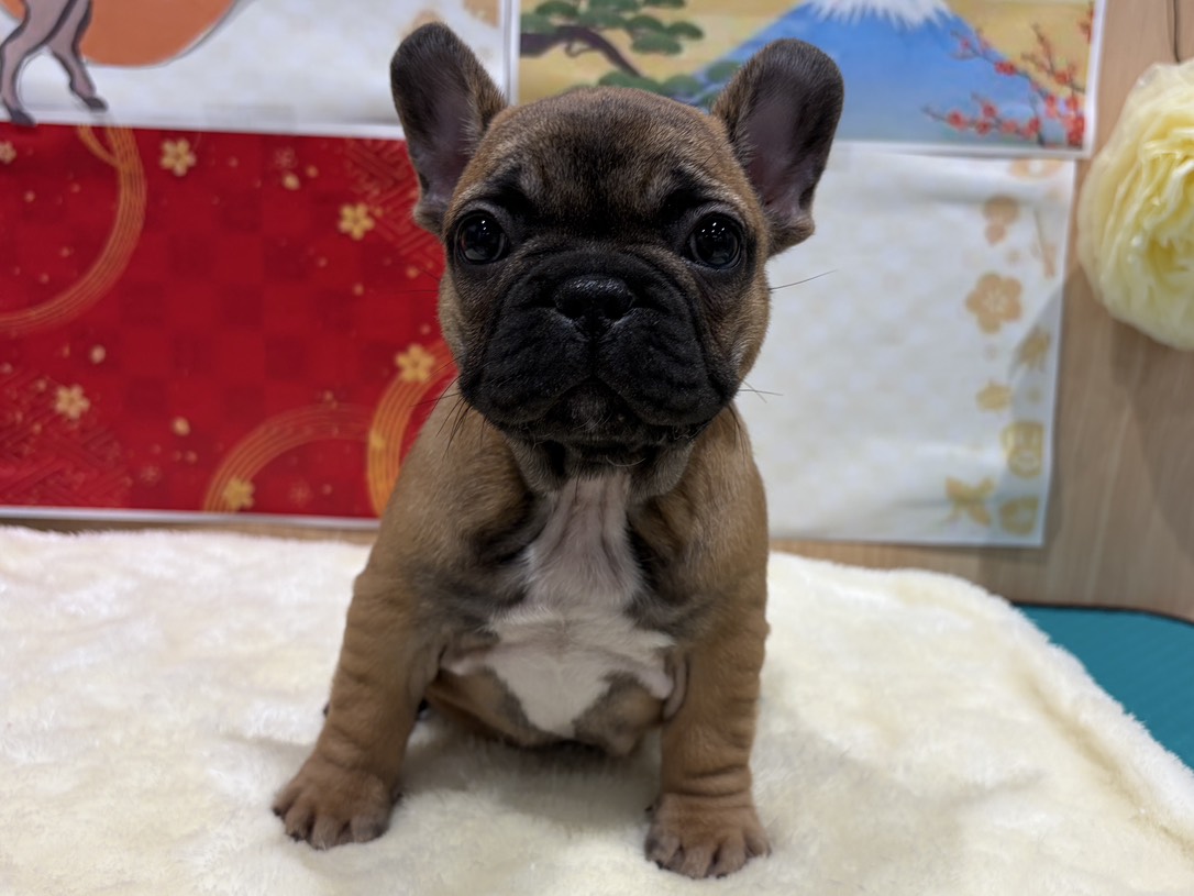 福島県のフレンチブルドッグ (ペッツワン会津若松店/2025年11月21日生まれ/女の子/フォーン)の子犬