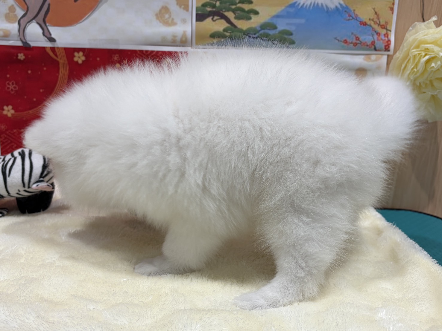 福島県の日本スピッツ (ペッツワン会津若松店/2025年11月18日生まれ/男の子/ホワイト)の子犬の2枚目の画像