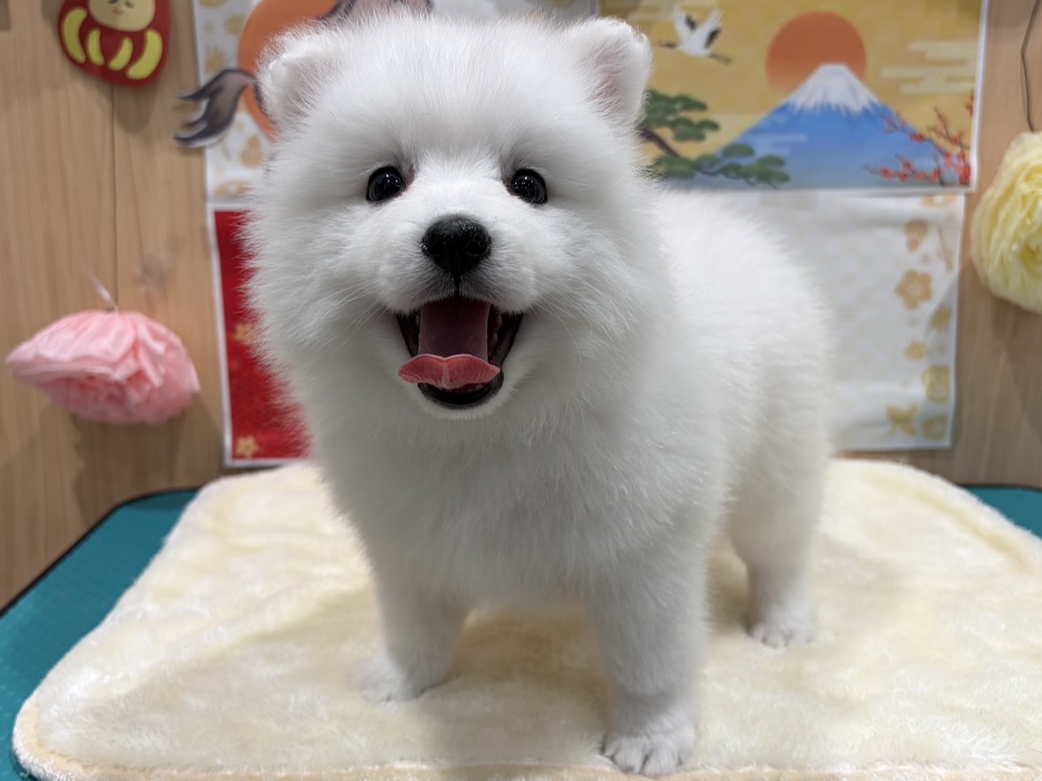 福島県の日本スピッツ (ペッツワン会津若松店/2025年11月18日生まれ/男の子/ホワイト)の子犬