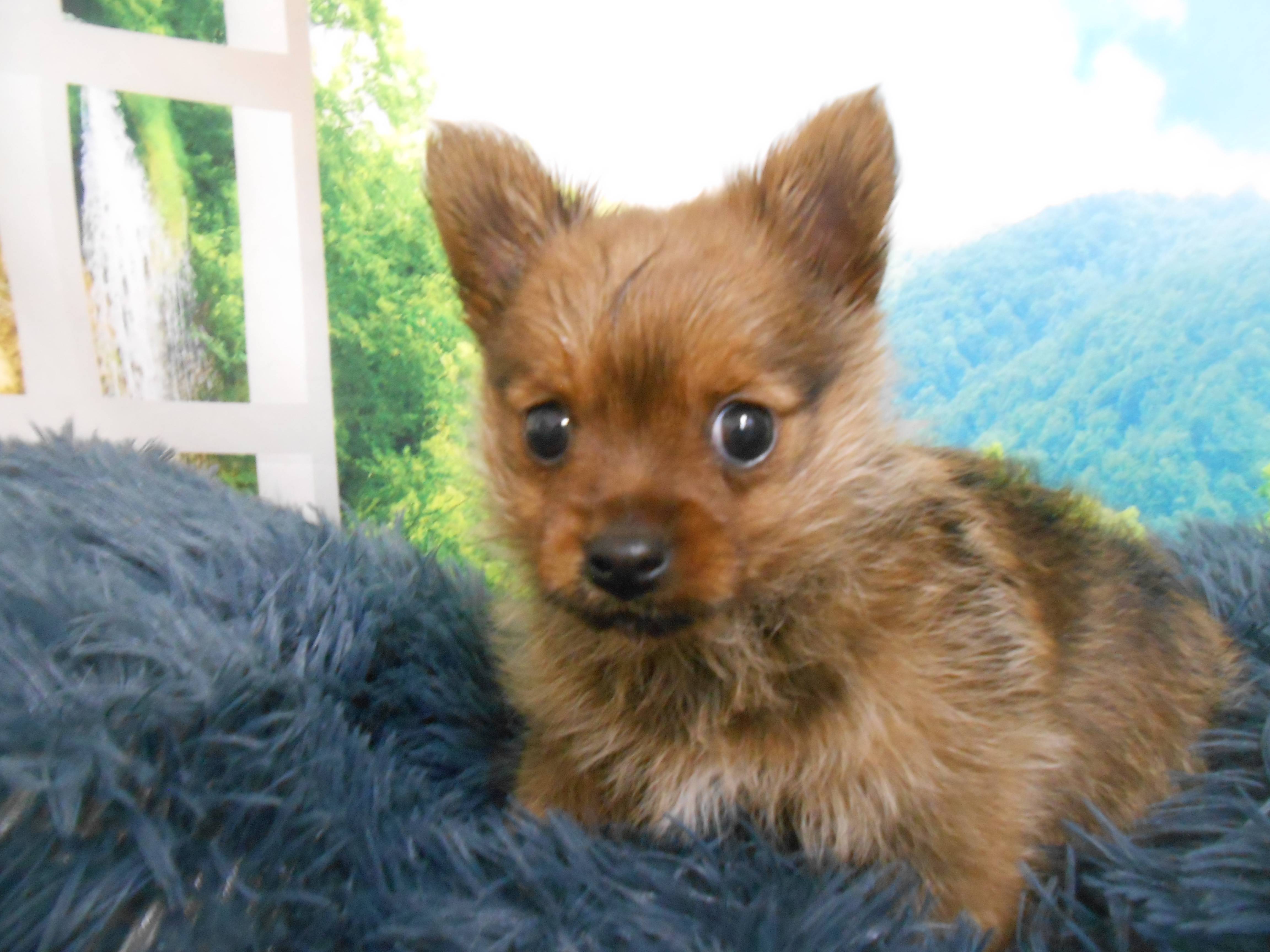 愛知県のハーフ犬・ミックス犬 (ペッツワン半田店/2025年11月18日生まれ/男の子/レッド)の子犬