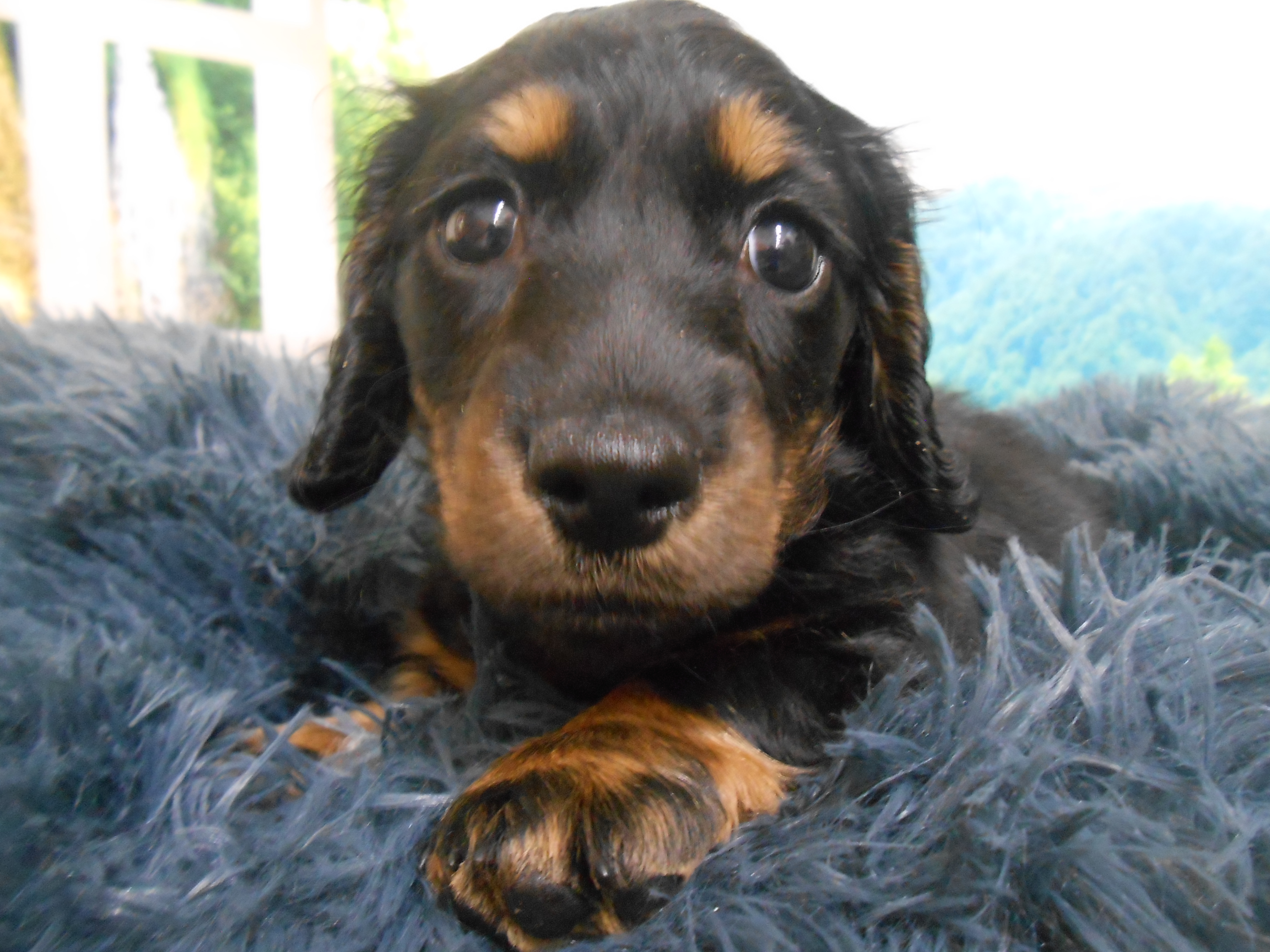 愛知県のミニチュアダックスフンド(ロング) (ペッツワン半田店/2025年11月20日生まれ/男の子/ブラックタン)の子犬