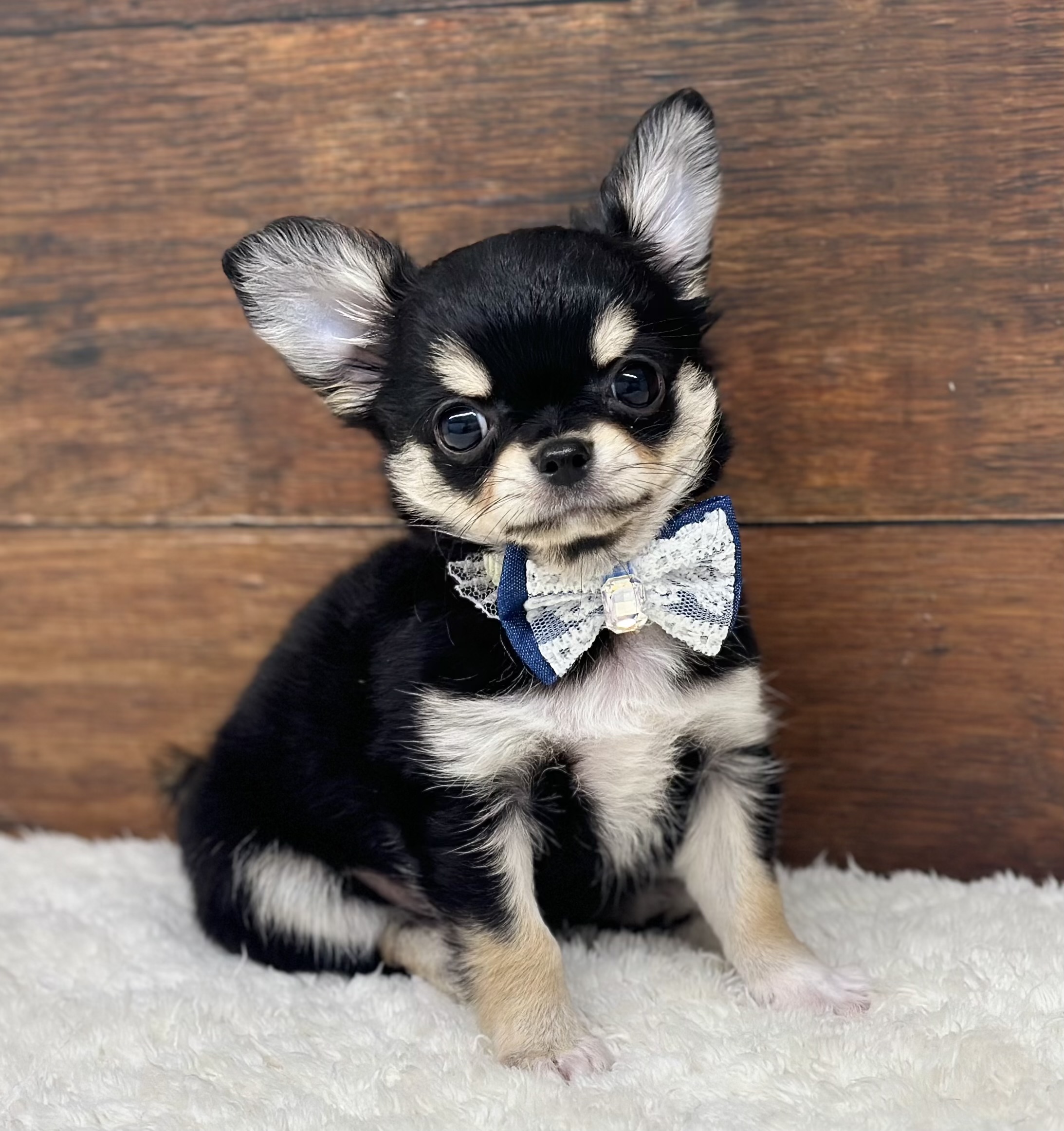 愛知県のチワワ(ロング) (ペッツワン名古屋大高インター店/2025年11月23日生まれ/女の子/ブラックタンホワイト)の子犬の2枚目の画像