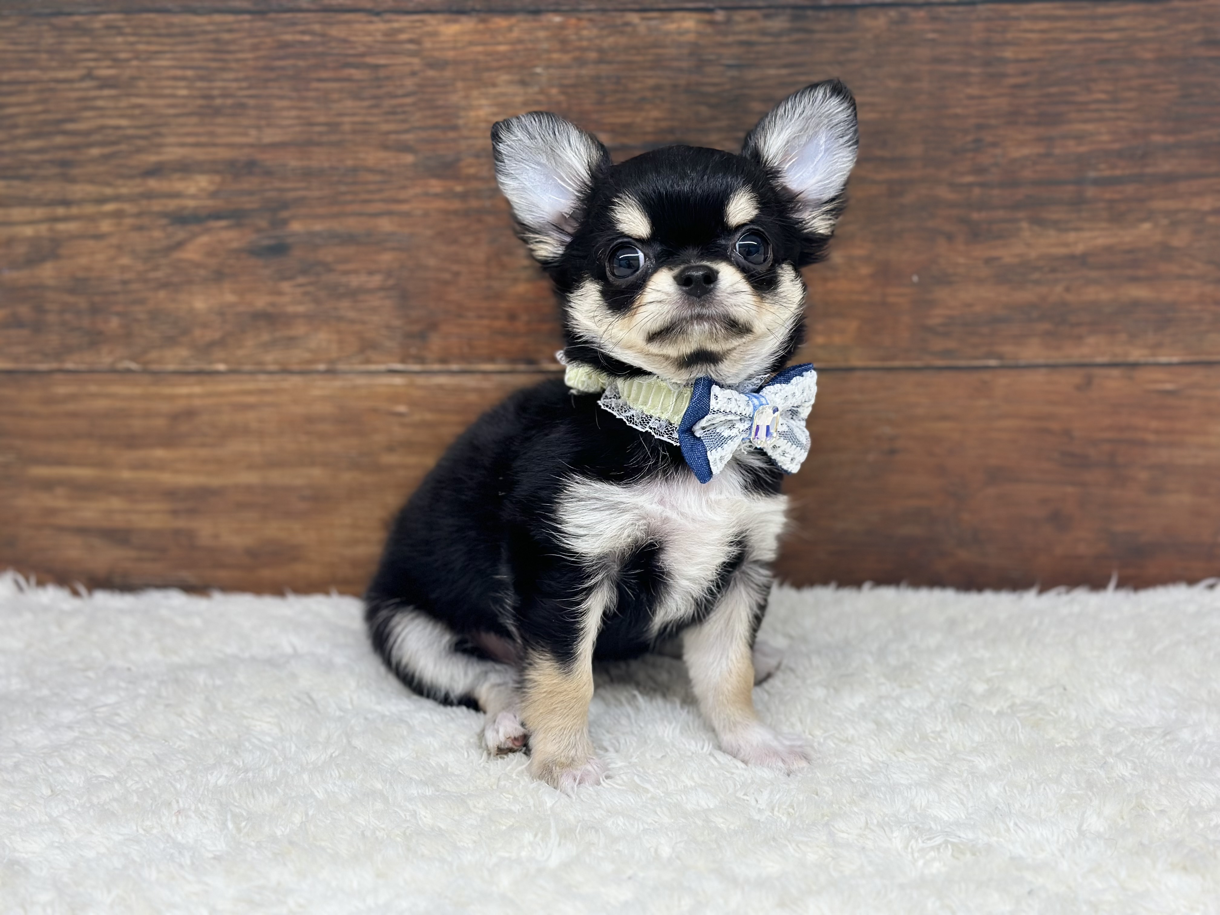 愛知県のチワワ(ロング) (ペッツワン名古屋大高インター店/2025年11月23日生まれ/女の子/ブラックタンホワイト)の子犬の1枚目の画像