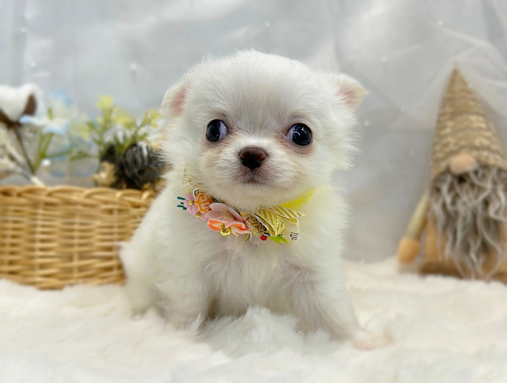 滋賀県のチワワ(ロング) (ペッツワン堅田店/2025年11月20日生まれ/男の子/ホワイトクリーム)の子犬