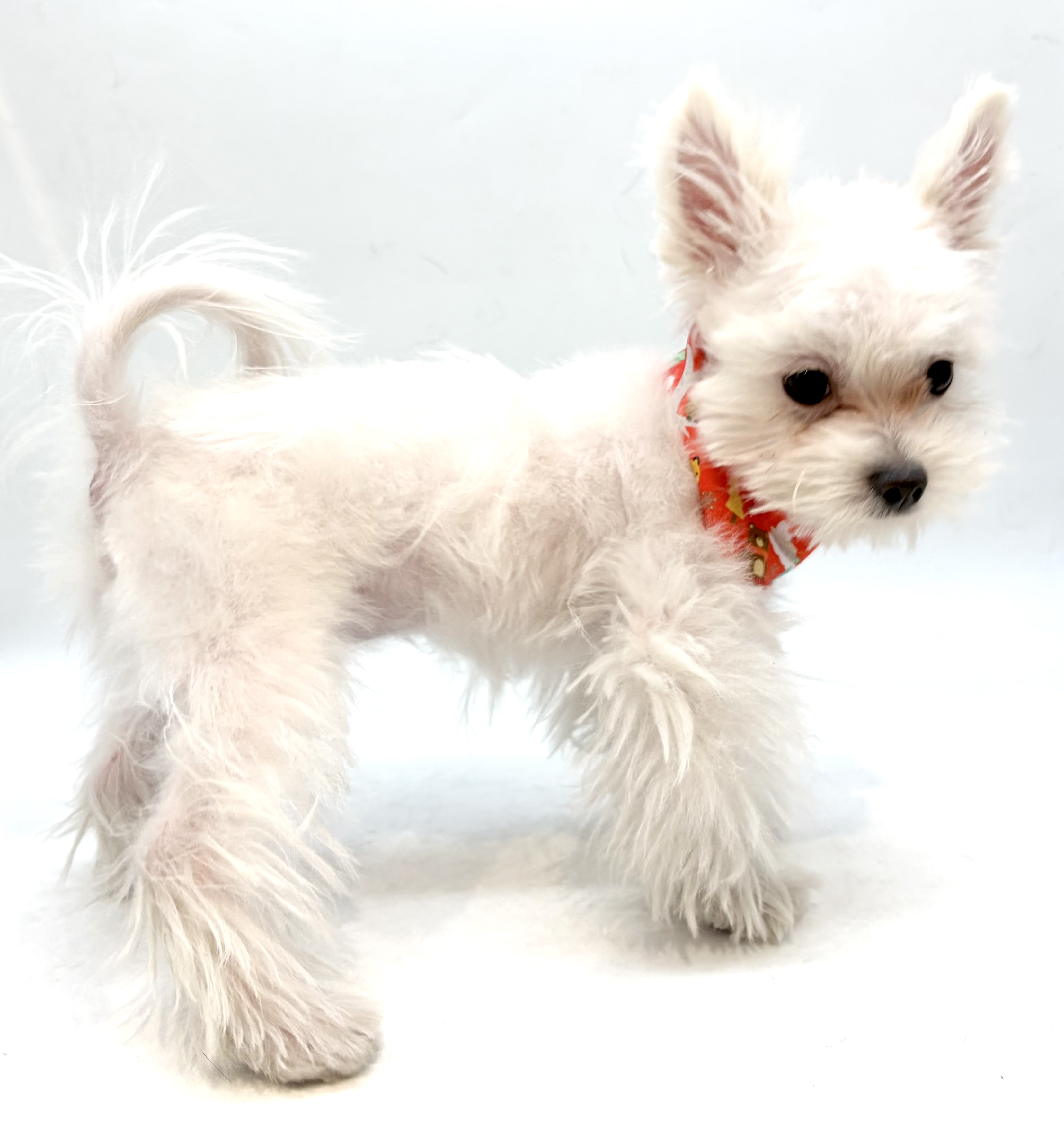 埼玉県のハーフ犬・ミックス犬 (ペッツワン行田店/2025年9月22日生まれ/男の子/クリーム)の子犬の2枚目の画像