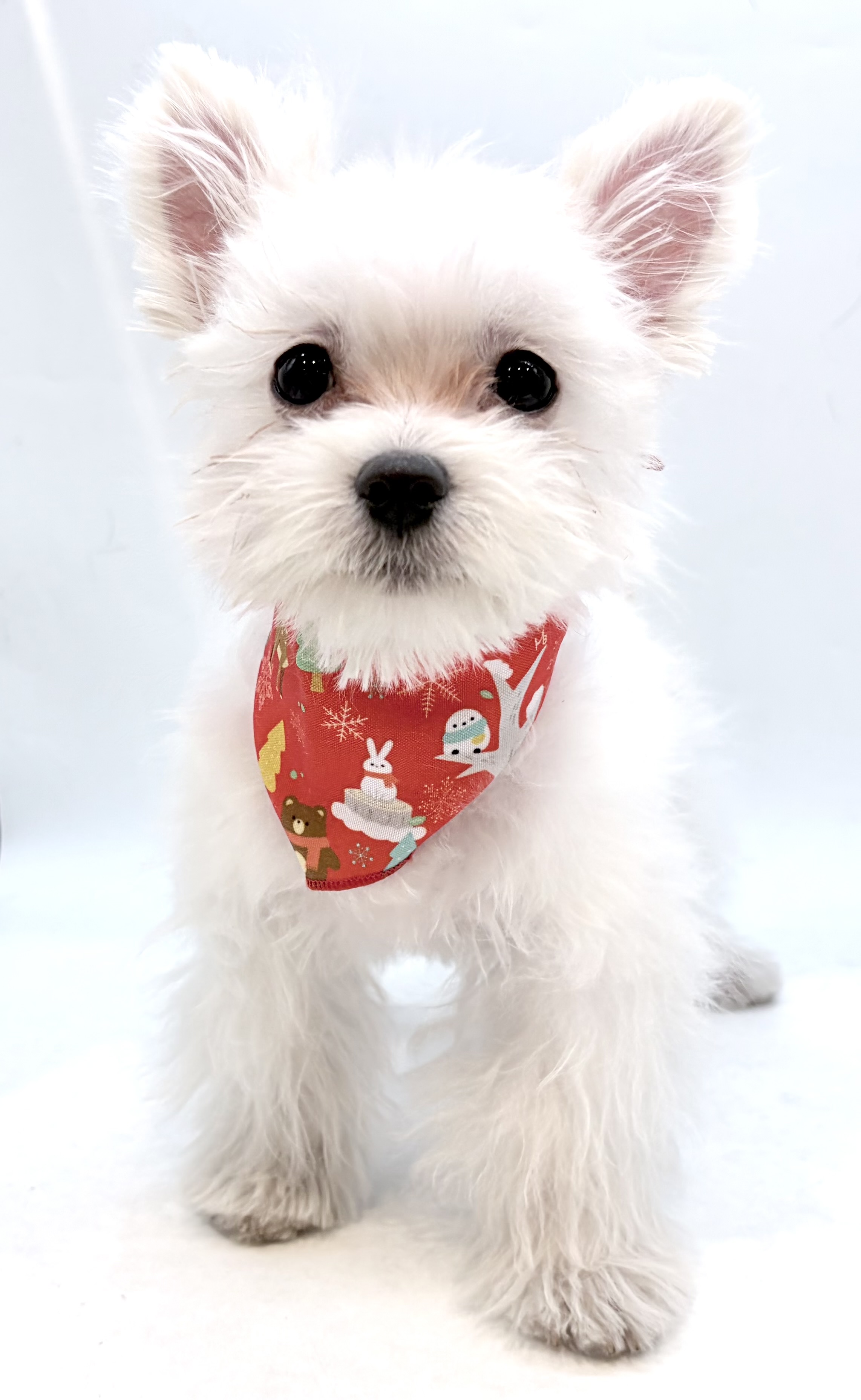 埼玉県のハーフ犬・ミックス犬 (ペッツワン行田店/2025年9月22日生まれ/男の子/クリーム)の子犬の1枚目の画像