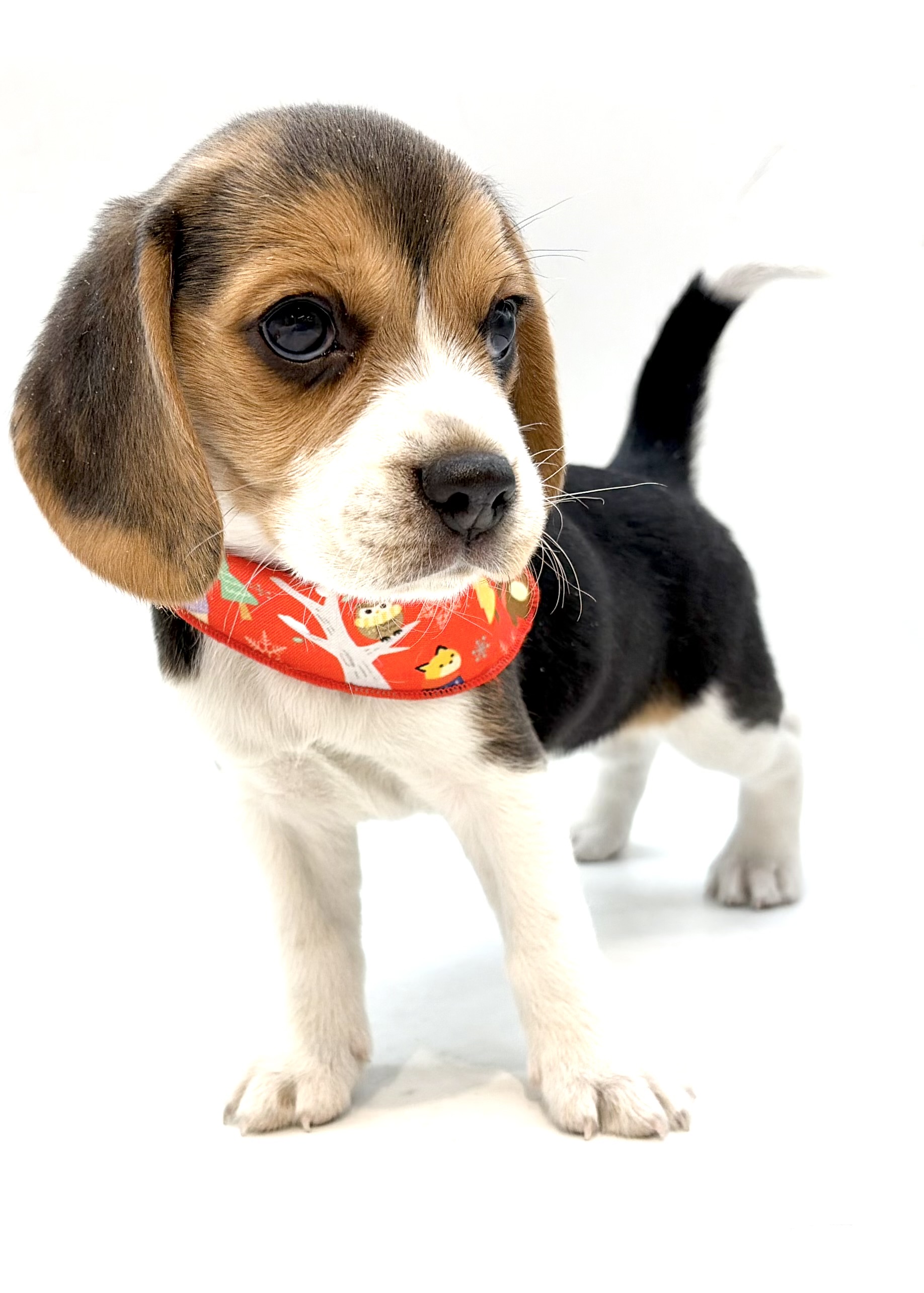 埼玉県のビーグル (ペッツワン行田店/2025年11月24日生まれ/女の子/ブラックタンホワイト)の子犬の2枚目の画像