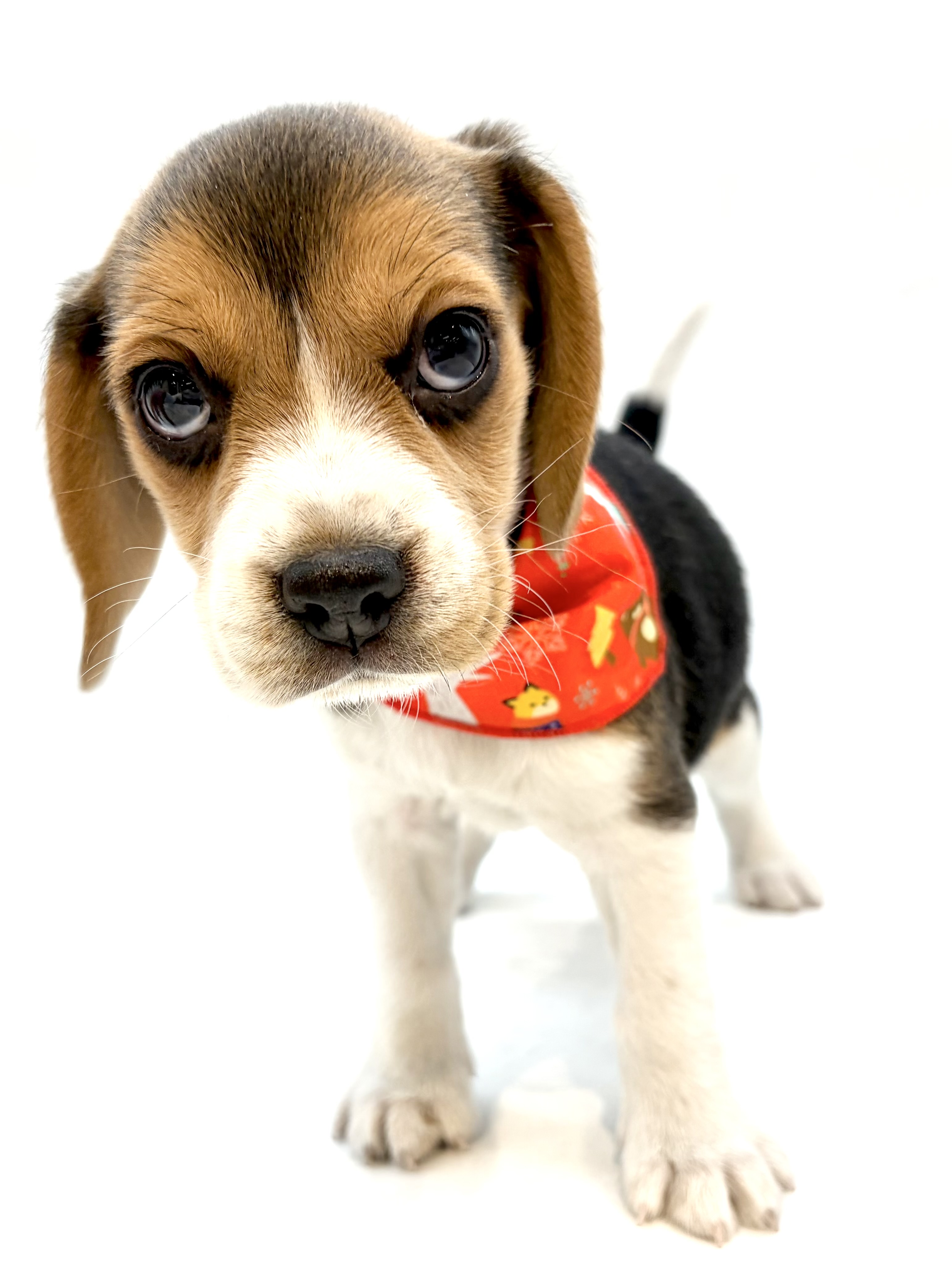 埼玉県のビーグル (ペッツワン行田店/2025年11月24日生まれ/女の子/ブラックタンホワイト)の子犬の1枚目の画像