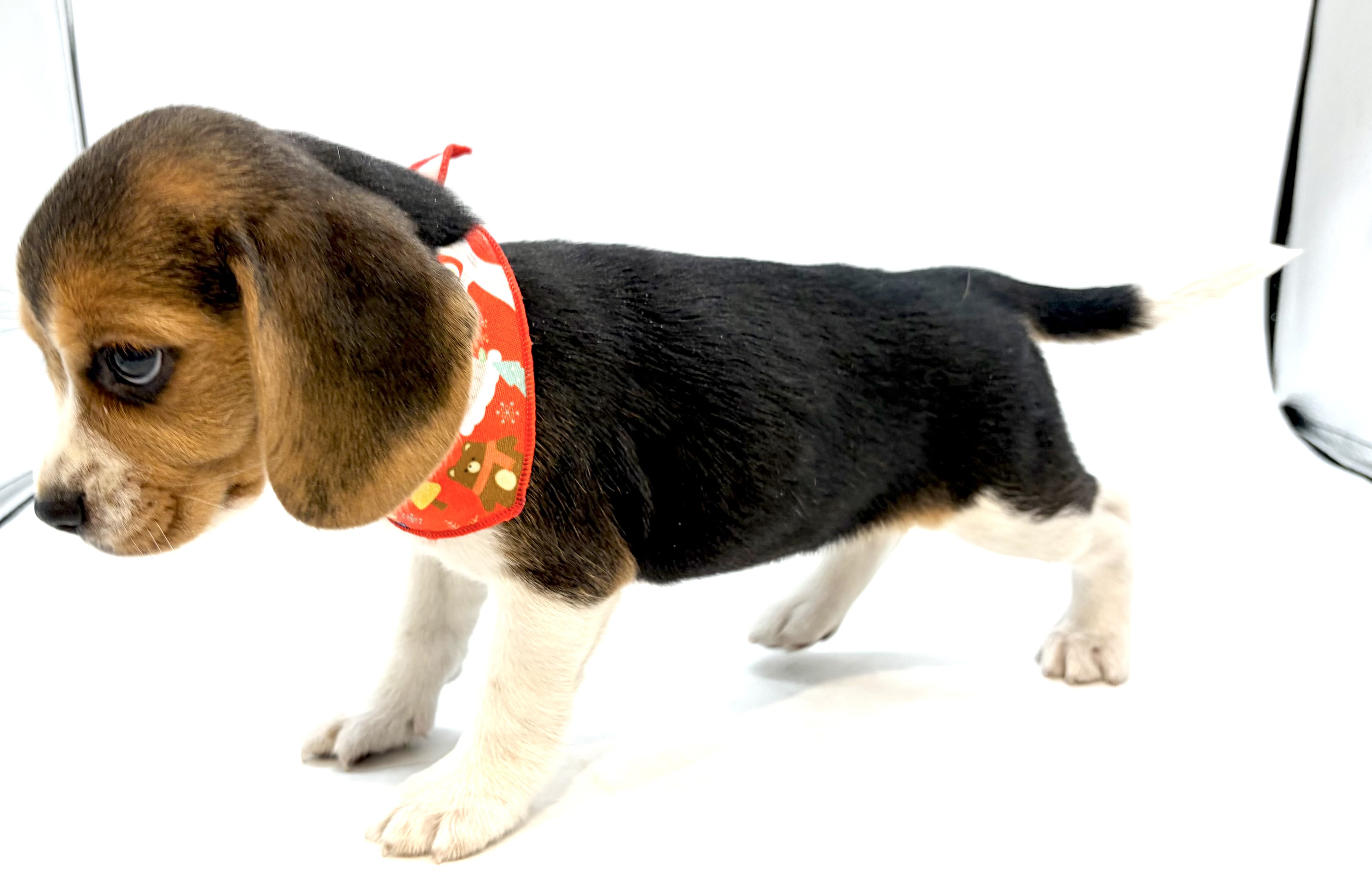 埼玉県のビーグル (ペッツワン行田店/2025年11月24日生まれ/女の子/ブラックタンホワイト)の子犬の3枚目の画像