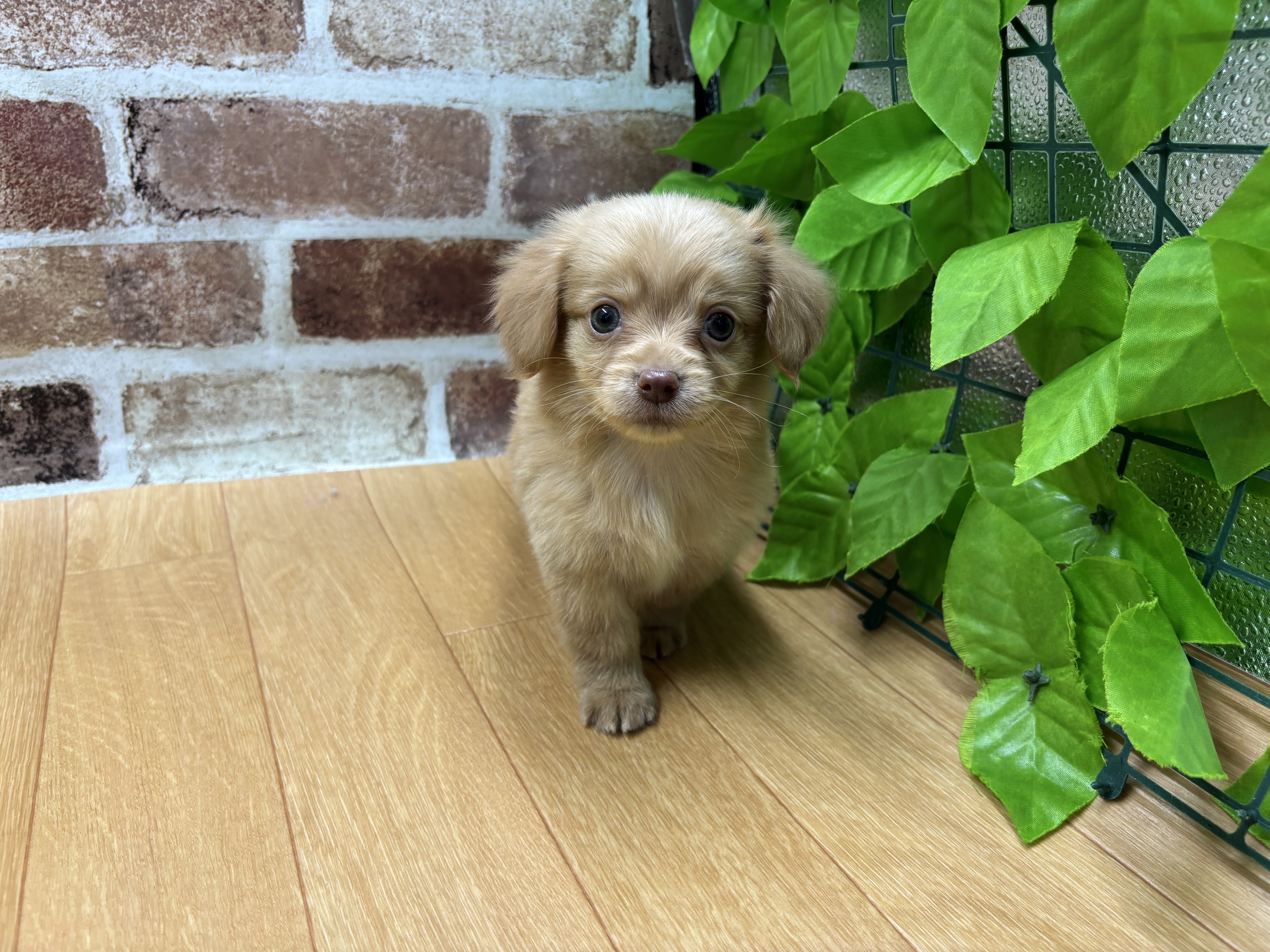 福島県のハーフ犬・ミックス犬 (ペッツワン白河モール店/2025年11月23日生まれ/男の子/アプリコット)の子犬