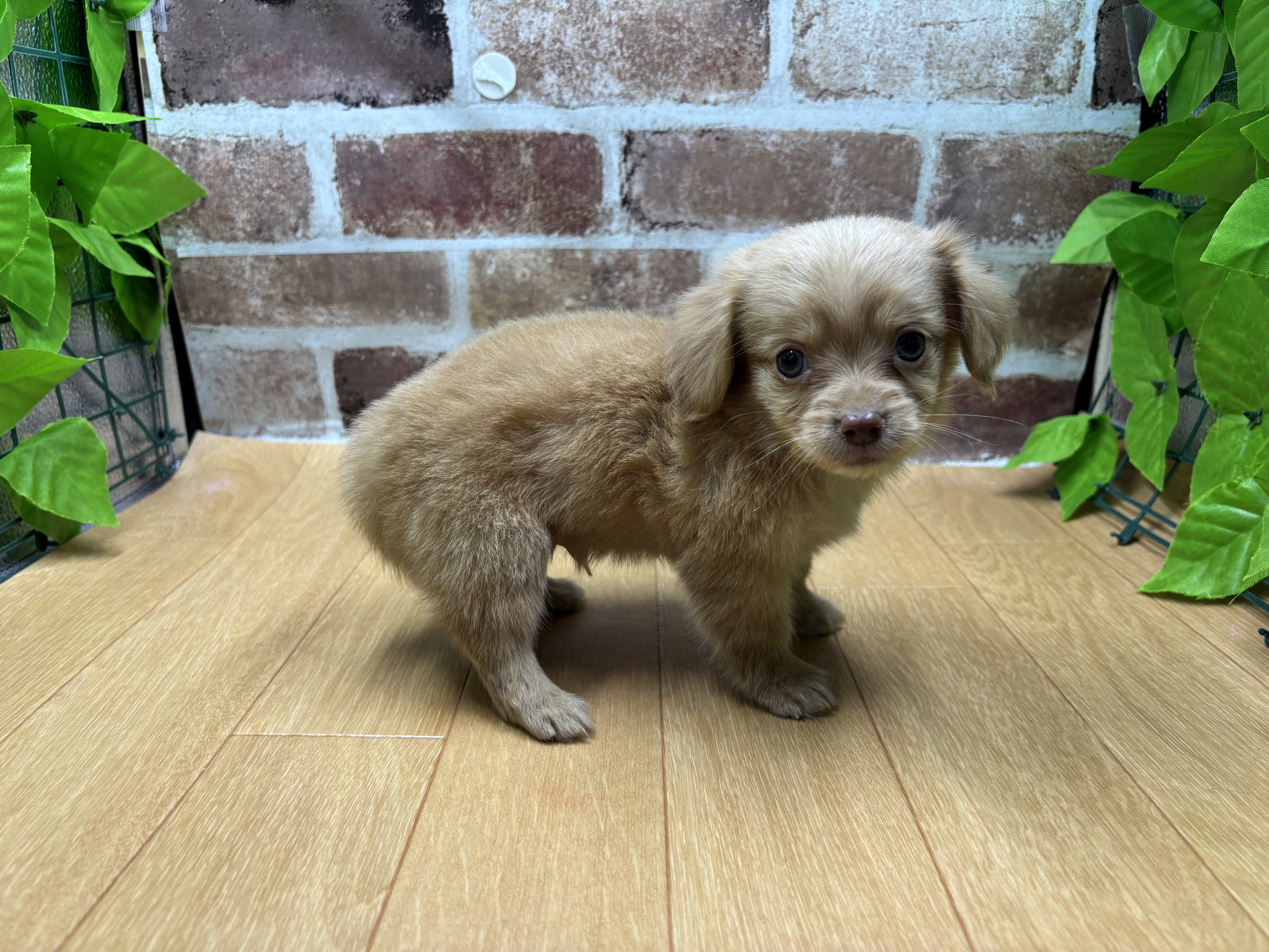 福島県のハーフ犬・ミックス犬 (ペッツワン白河モール店/2025年11月23日生まれ/男の子/アプリコット)の子犬の2枚目の画像