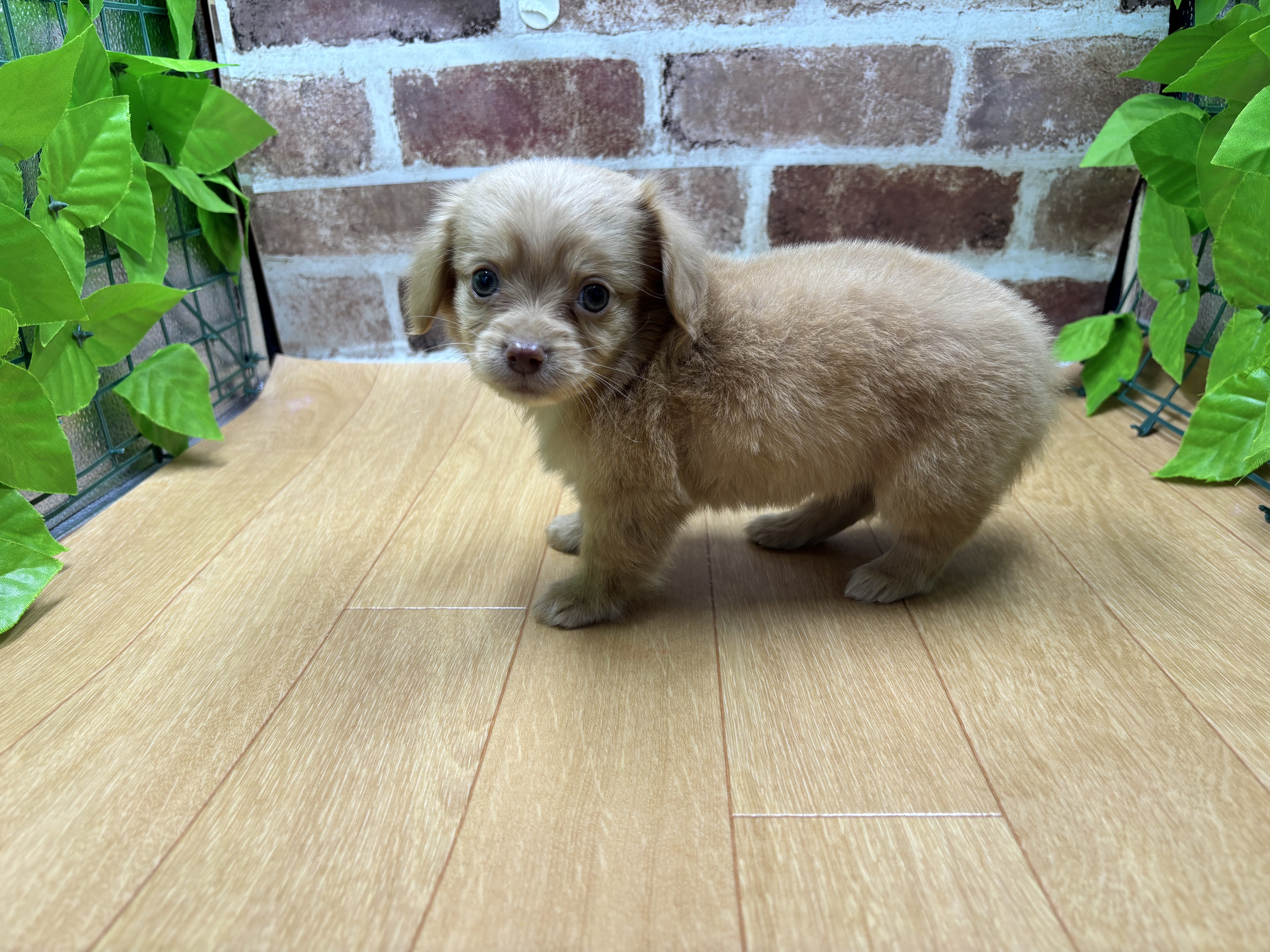 福島県のハーフ犬・ミックス犬 (ペッツワン白河モール店/2025年11月23日生まれ/男の子/アプリコット)の子犬の3枚目の画像