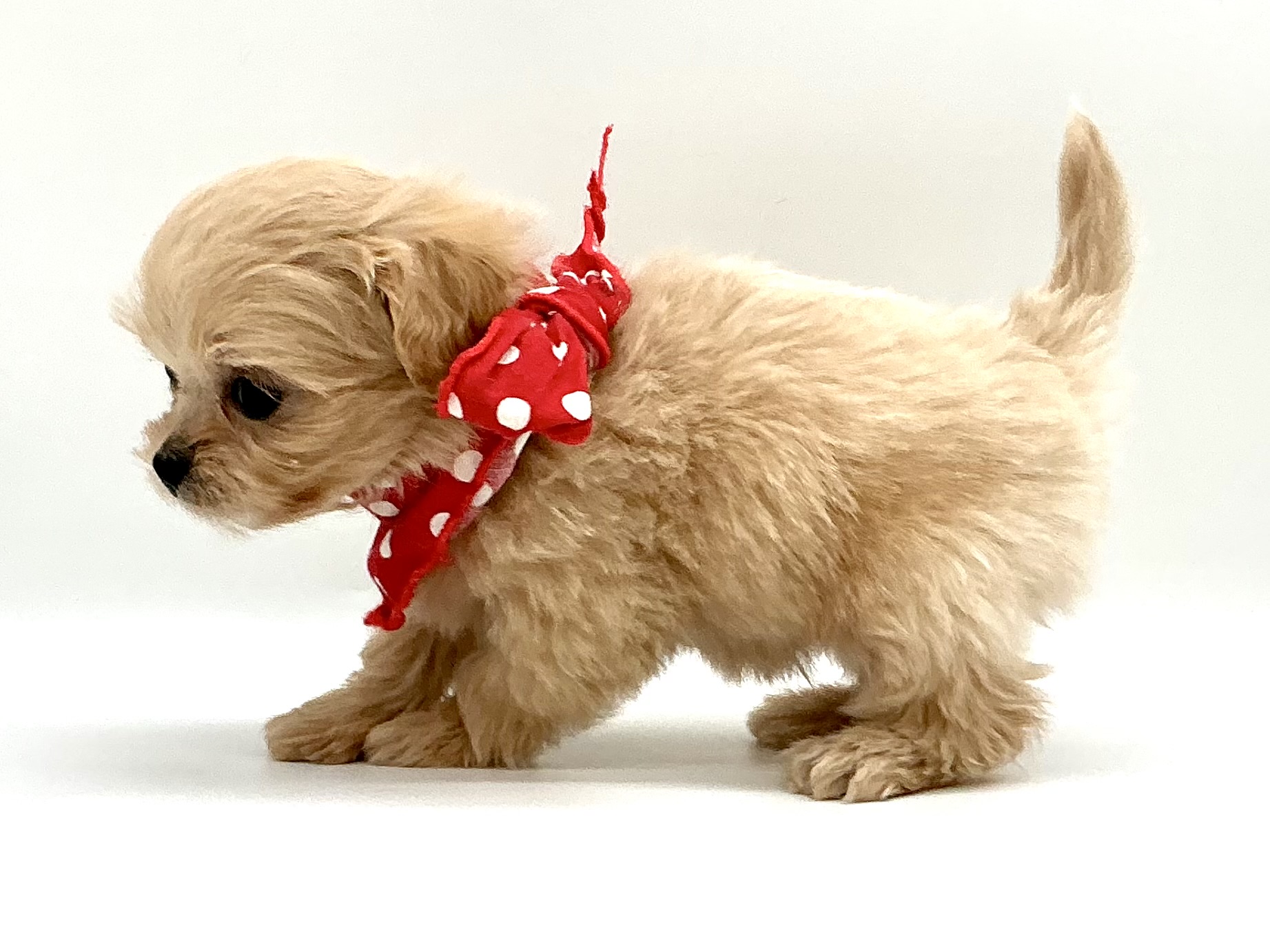 埼玉県のハーフ犬・ミックス犬 (ペッツワン鶴ヶ島店/2025年11月25日生まれ/男の子/クリーム)の子犬の2枚目の画像