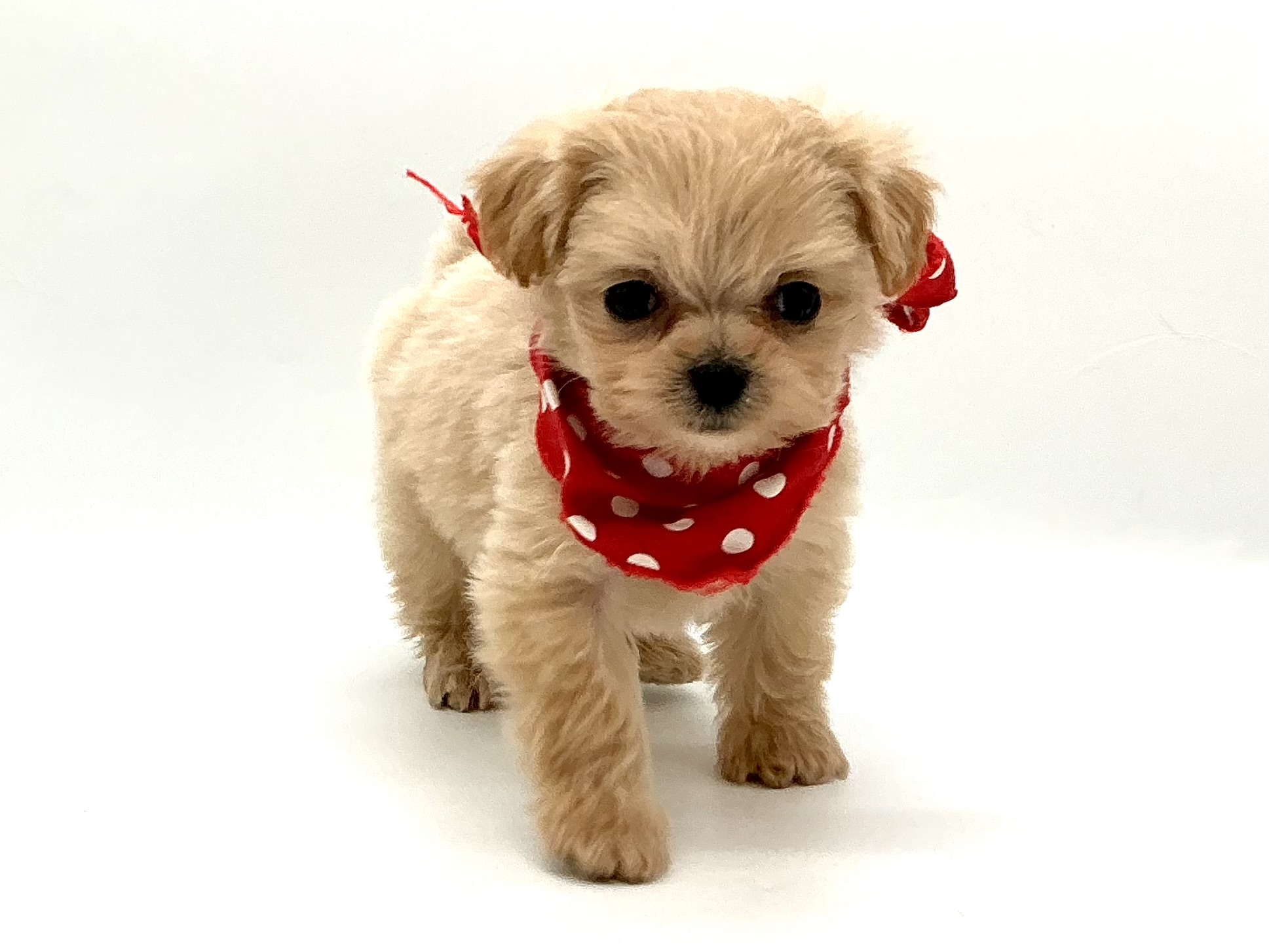 埼玉県のハーフ犬・ミックス犬 (ペッツワン鶴ヶ島店/2025年11月25日生まれ/男の子/クリーム)の子犬の1枚目の画像