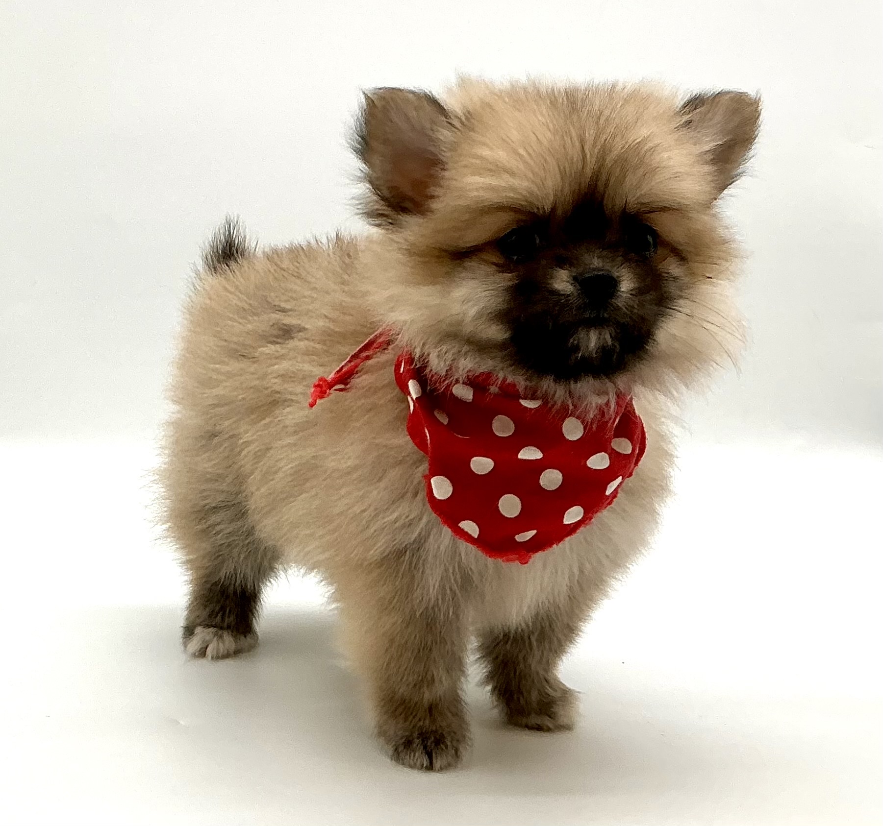 埼玉県のハーフ犬・ミックス犬 (ペッツワン鶴ヶ島店/2025年11月17日生まれ/女の子/フォーン)の子犬の2枚目の画像