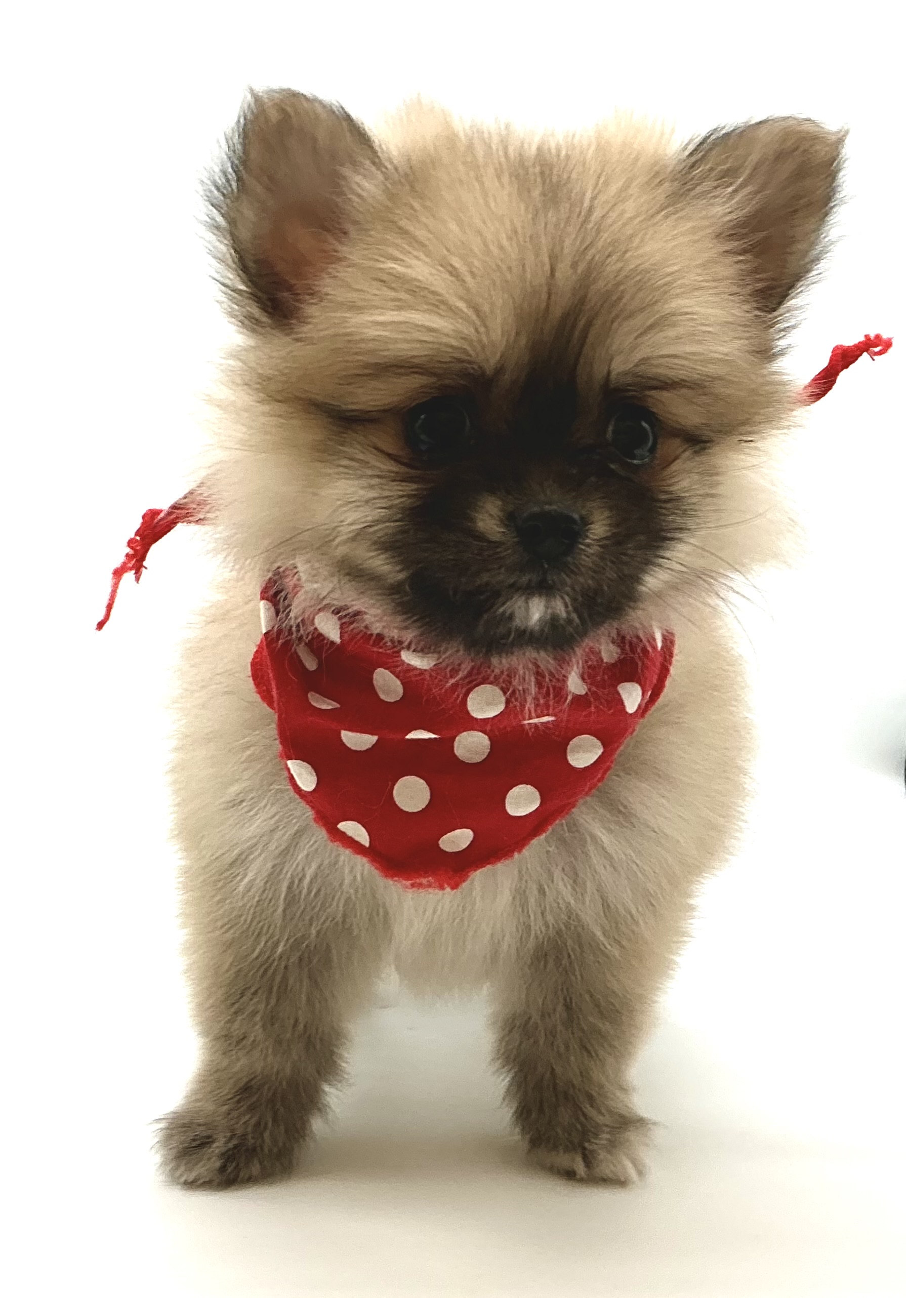 埼玉県のハーフ犬・ミックス犬 (ペッツワン鶴ヶ島店/2025年11月17日生まれ/女の子/フォーン)の子犬の1枚目の画像