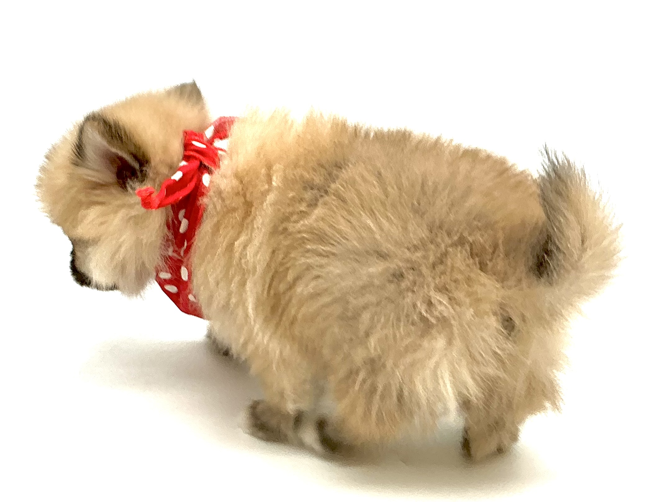 埼玉県のハーフ犬・ミックス犬 (ペッツワン鶴ヶ島店/2025年11月17日生まれ/女の子/フォーン)の子犬の3枚目の画像