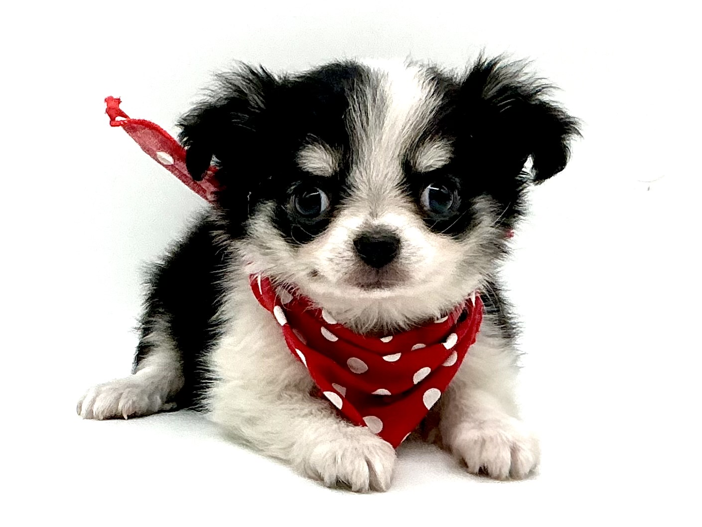 埼玉県のチワワ(ロング) (ペッツワン鶴ヶ島店/2025年11月24日生まれ/男の子/ブラックタンホワイト)の子犬の1枚目の画像