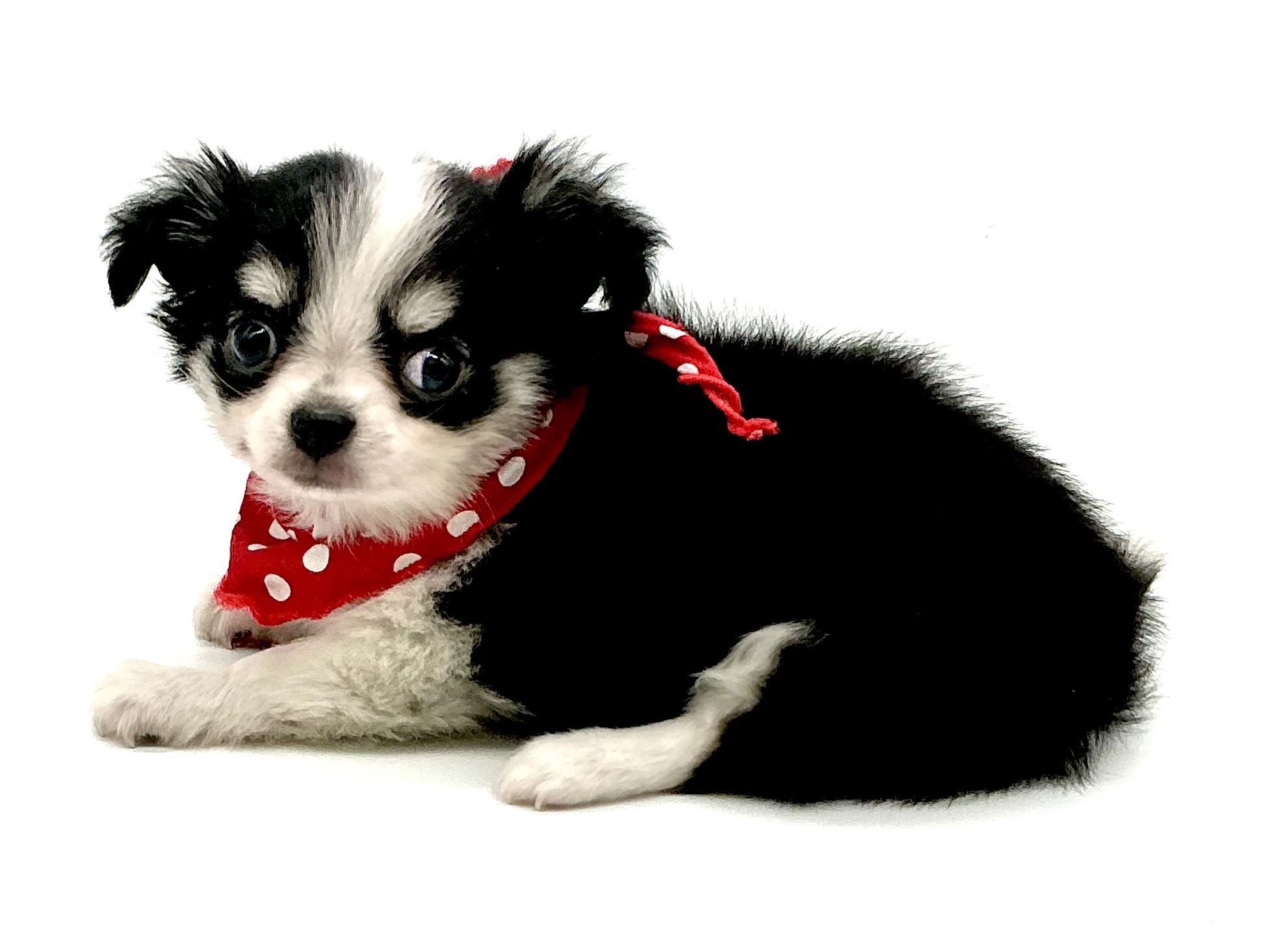 埼玉県のチワワ(ロング) (ペッツワン鶴ヶ島店/2025年11月24日生まれ/男の子/ブラックタンホワイト)の子犬の3枚目の画像