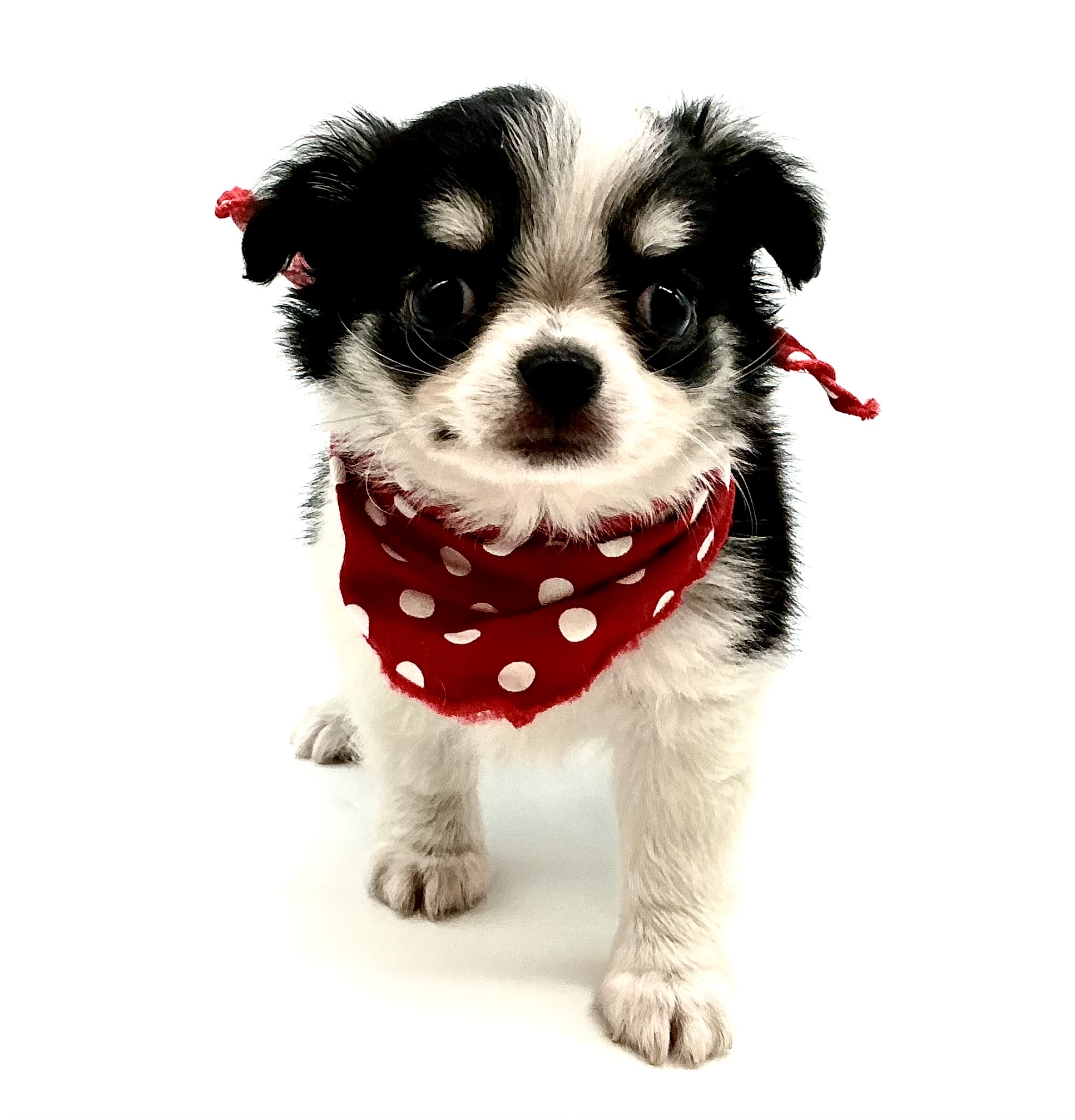 埼玉県のチワワ(ロング) (ペッツワン鶴ヶ島店/2025年11月24日生まれ/男の子/ブラックタンホワイト)の子犬の2枚目の画像