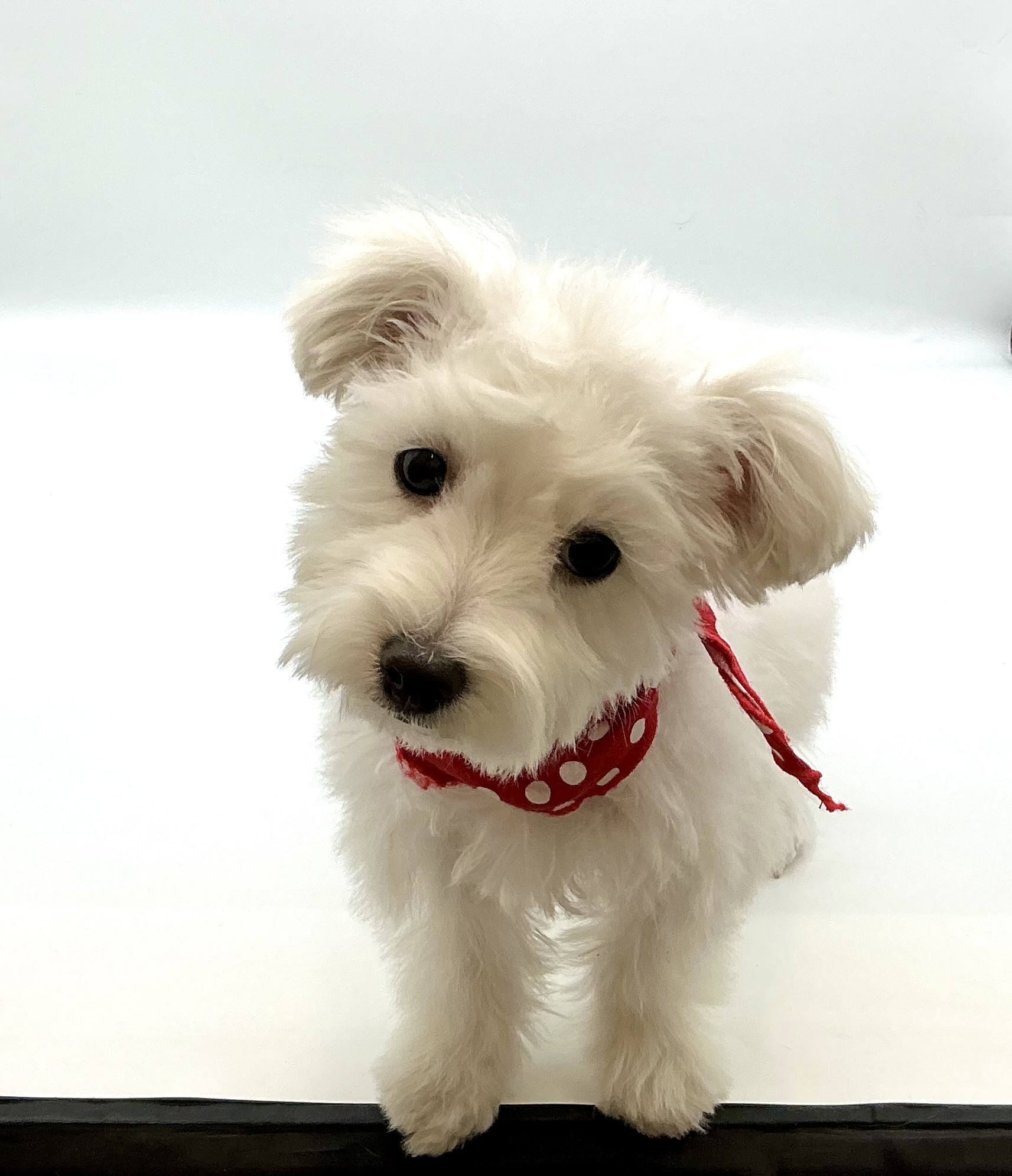 埼玉県のハーフ犬・ミックス犬 (ペッツワン鶴ヶ島店/2025年8月31日生まれ/男の子/ホワイト)の子犬の1枚目の画像