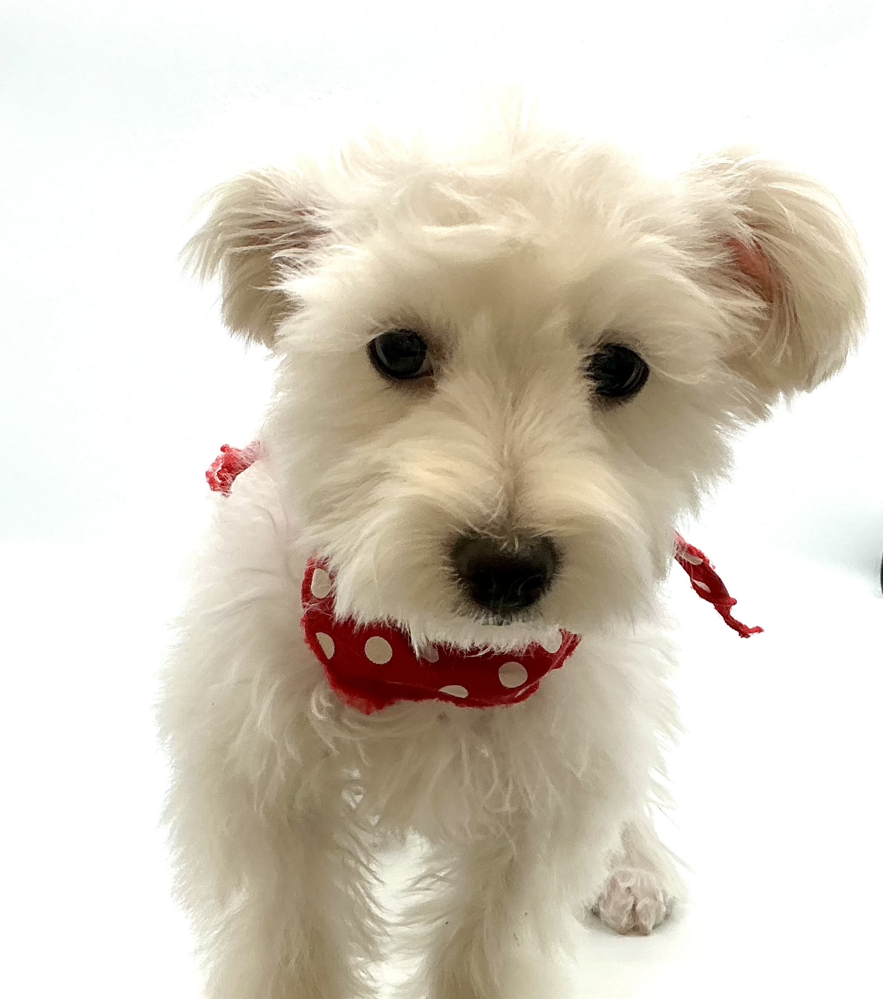 埼玉県のハーフ犬・ミックス犬 (ペッツワン鶴ヶ島店/2025年8月31日生まれ/男の子/ホワイト)の子犬の3枚目の画像