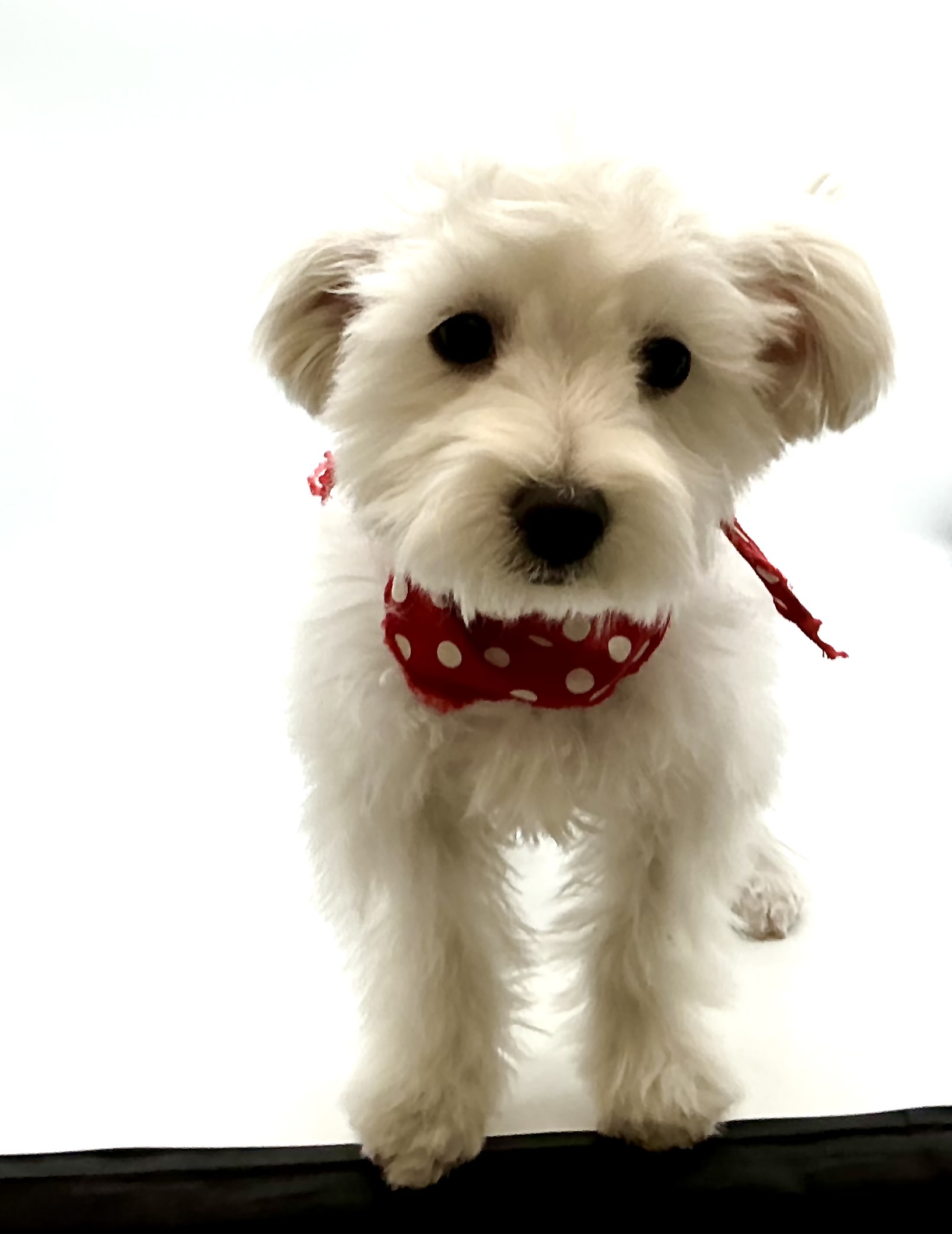 埼玉県のハーフ犬・ミックス犬 (ペッツワン鶴ヶ島店/2025年8月31日生まれ/男の子/ホワイト)の子犬の2枚目の画像