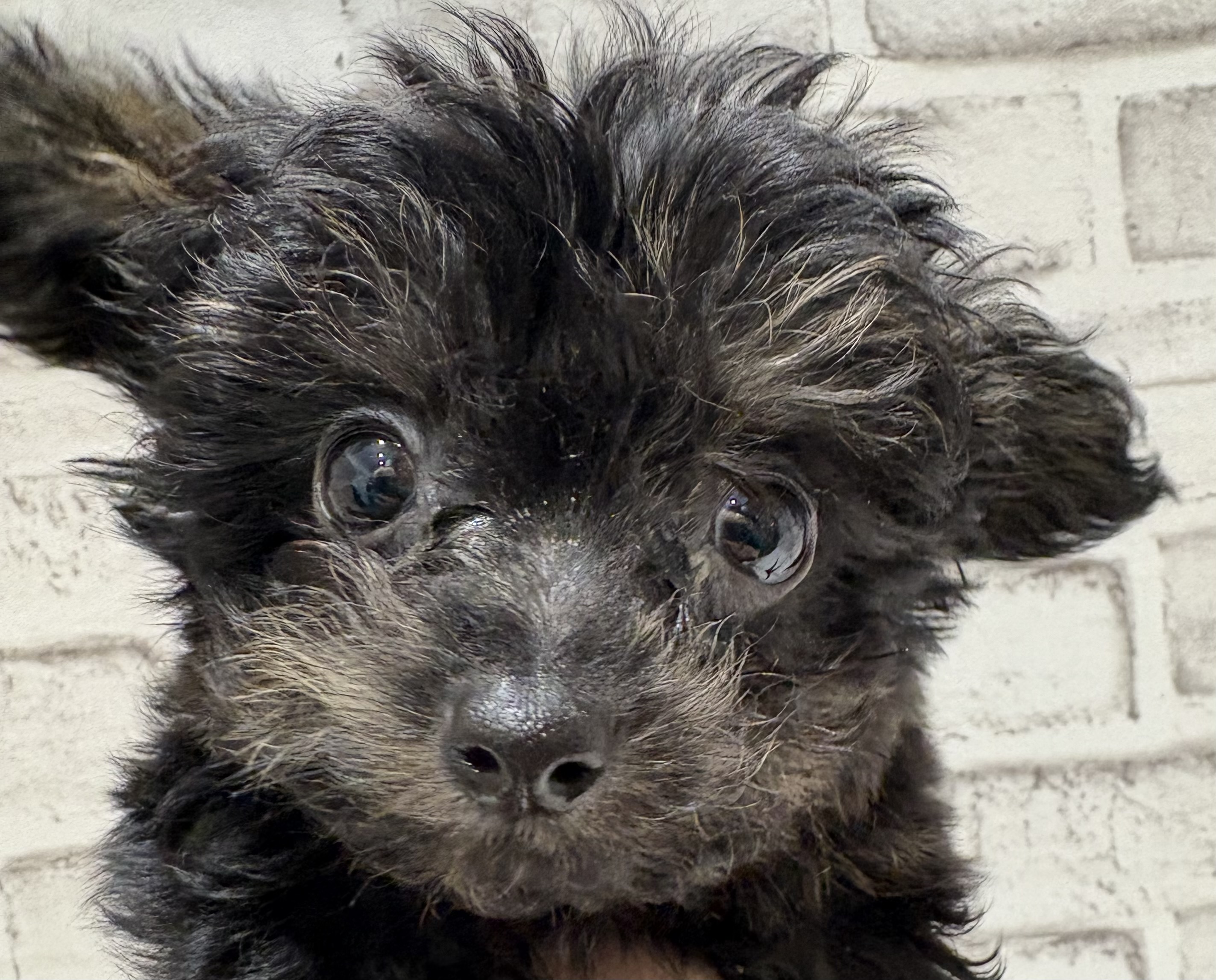 宮城県のハーフ犬・ミックス犬 (ペッツワン古川店/2025年10月21日生まれ/男の子/ブラック)の子犬