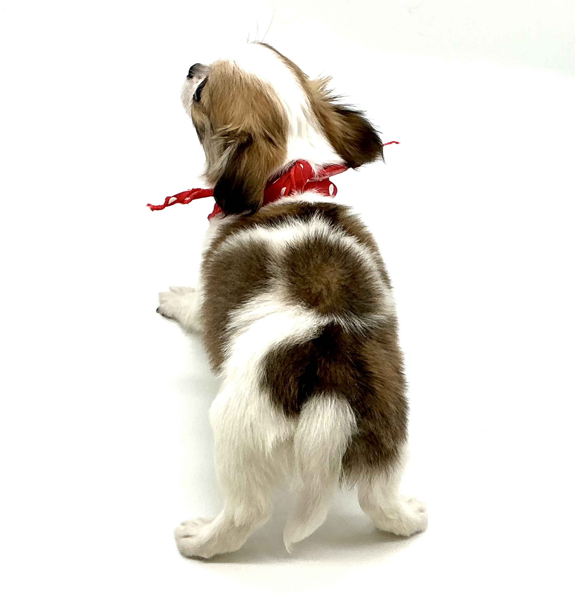 埼玉県のチワワ(ロング) (ペッツワン鶴ヶ島店/2025年10月14日生まれ/男の子/ホワイトレッド)の子犬の3枚目の画像