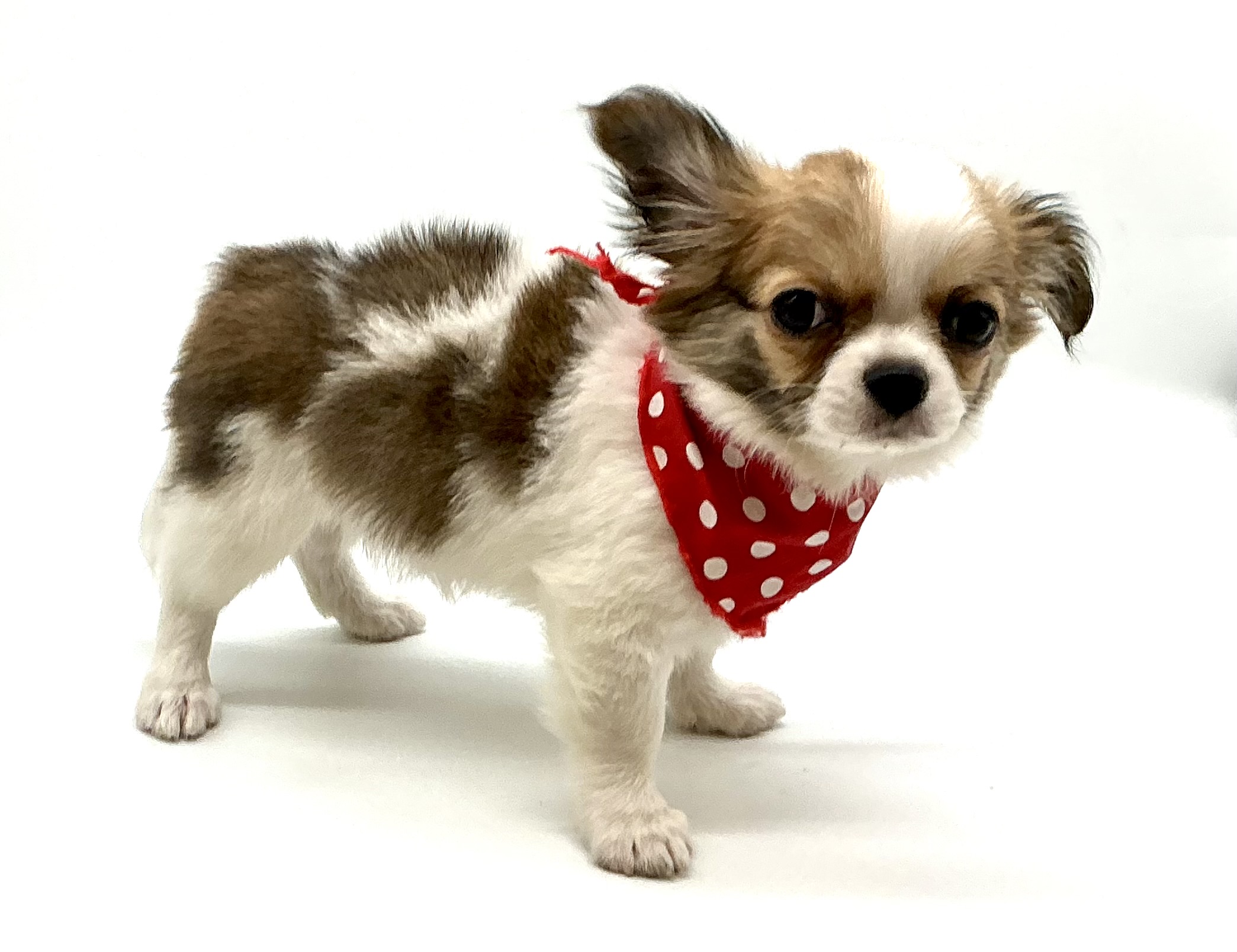 埼玉県のチワワ(ロング) (ペッツワン鶴ヶ島店/2025年10月14日生まれ/男の子/ホワイトレッド)の子犬の2枚目の画像